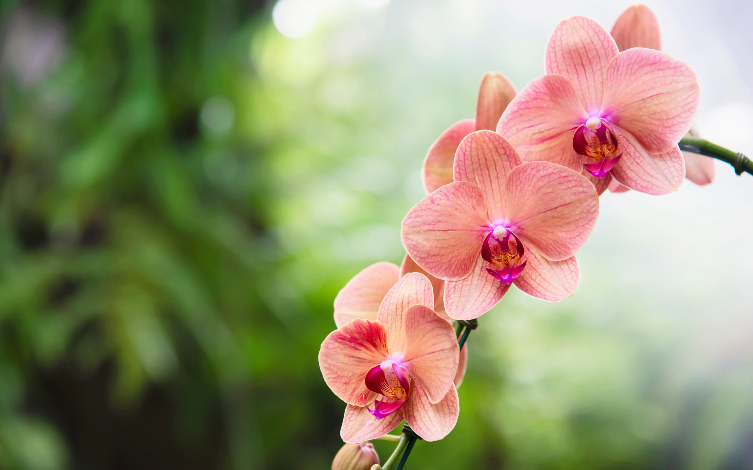 Lilac orchids, Orchid branch, Tropical flowers, High-quality wallpapers, 2880x1800 HD Desktop