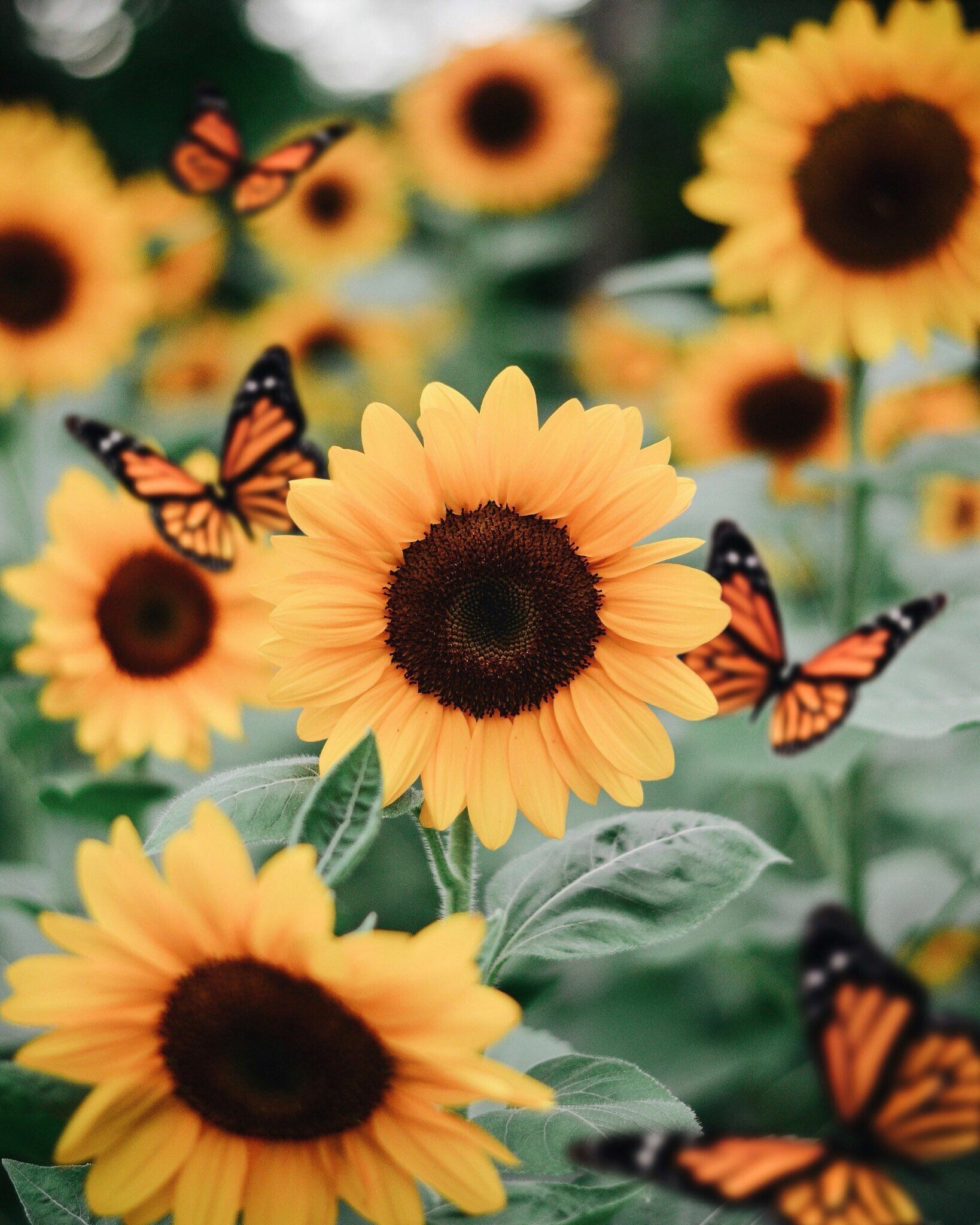 Sunflower wallpapers, Nature backgrounds, Computers, Mobiles, 1640x2050 HD Phone