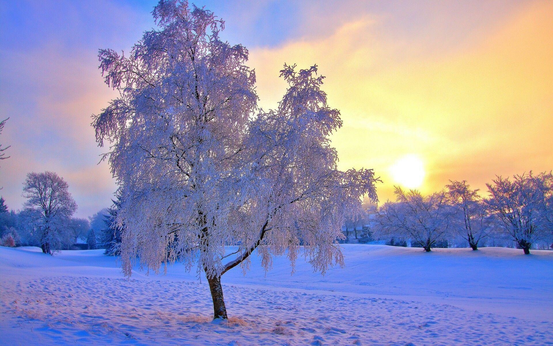 Winter, Free wallpapers, Beautiful winter sun, Serene views, 1920x1200 HD Desktop