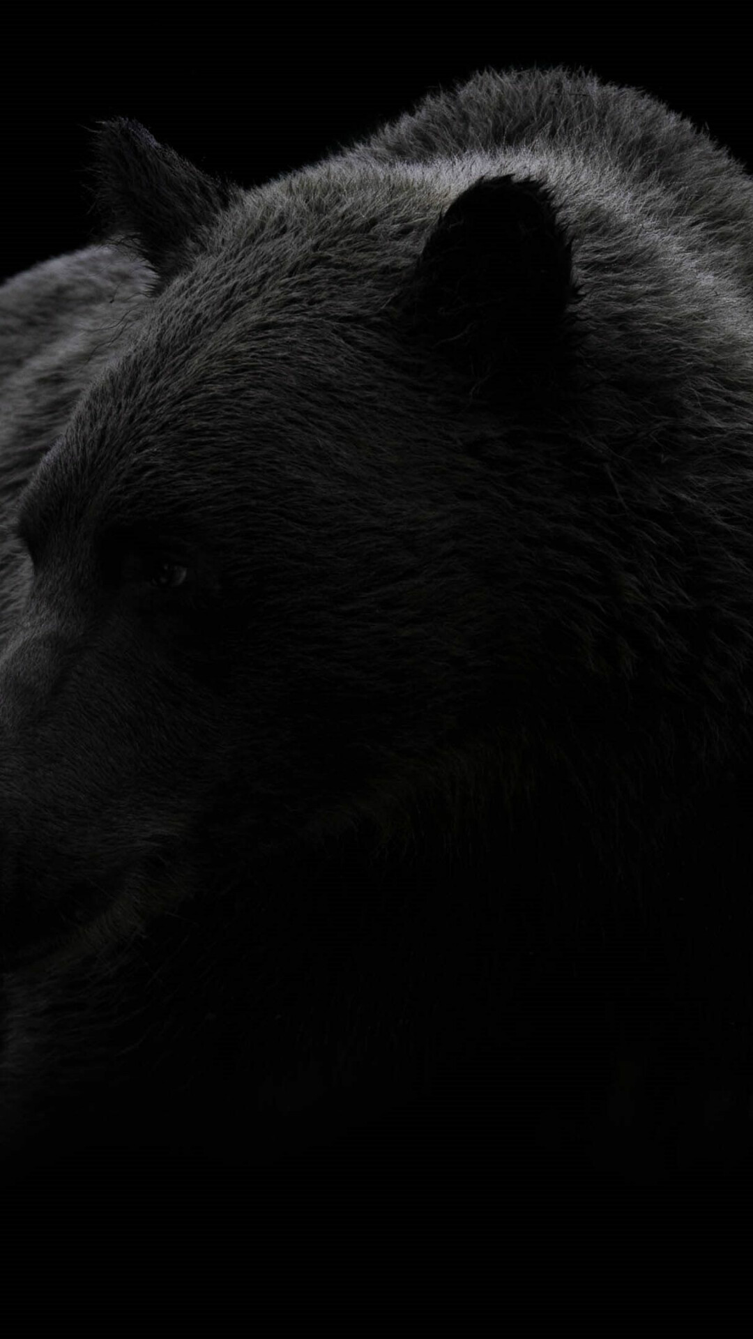 Bear, Beautiful portrait, Dramatic lighting, Close-up shot, 1080x1920 Full HD Phone