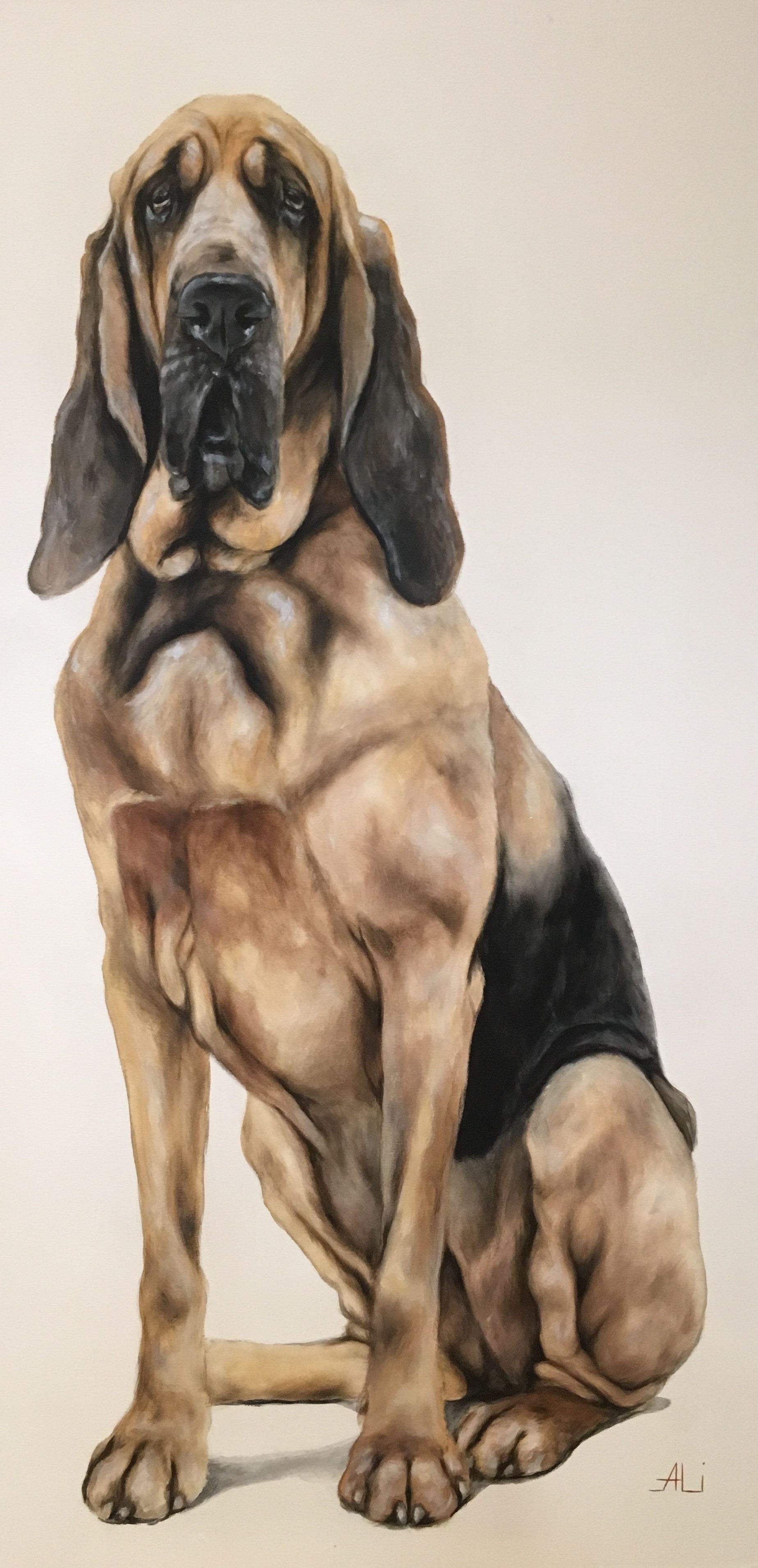 Bloodhound, Dog breed ideas, Hound dogs, Canine companions, 1850x3820 HD Phone