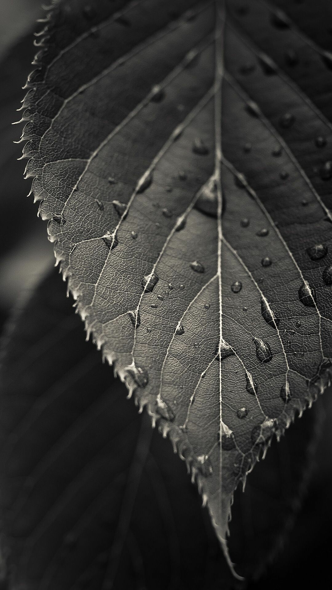 One leaf wallpaper, Simple elegance, 1080x1920 Full HD Phone