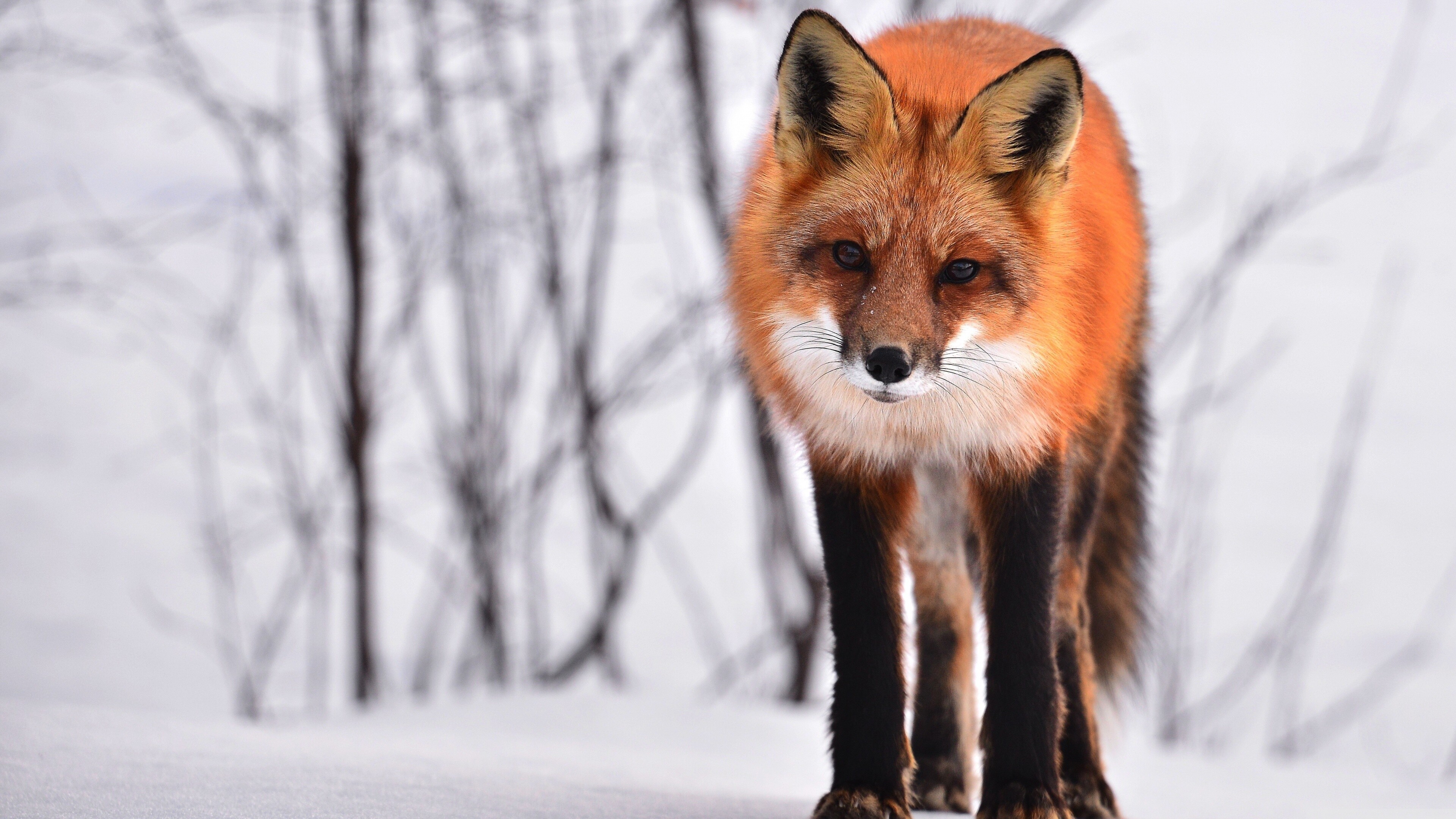 Fox, Ultra HD, Desktop background, Widescreen, 3840x2160 4K Desktop