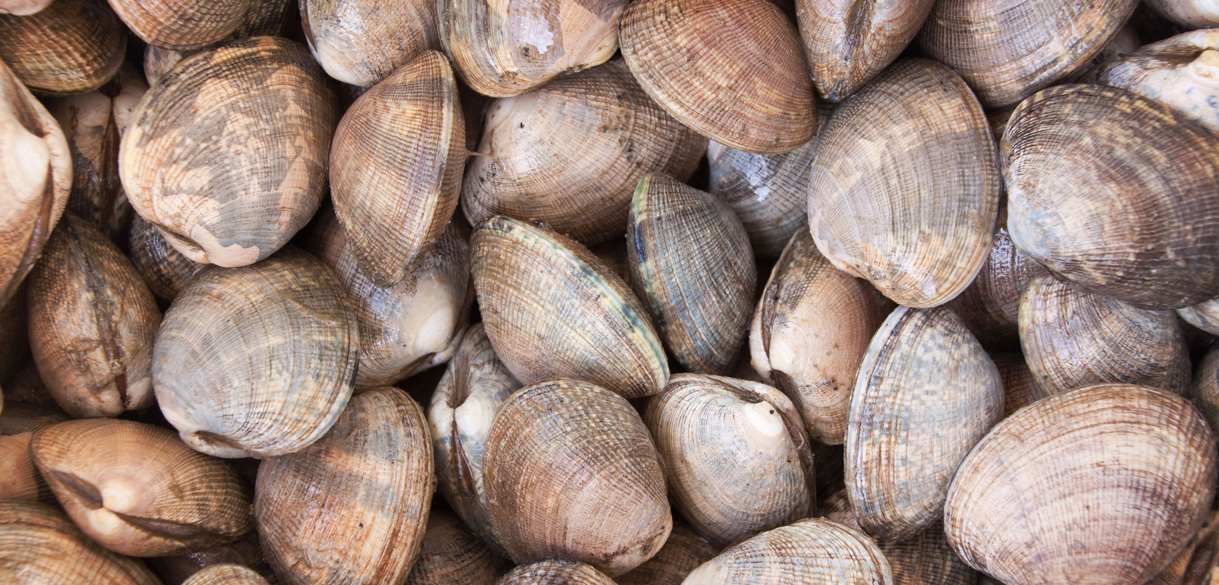Shellfish species, Marine diversity, Natural habitat, Environmental significance, 2500x1210 Dual Screen Desktop
