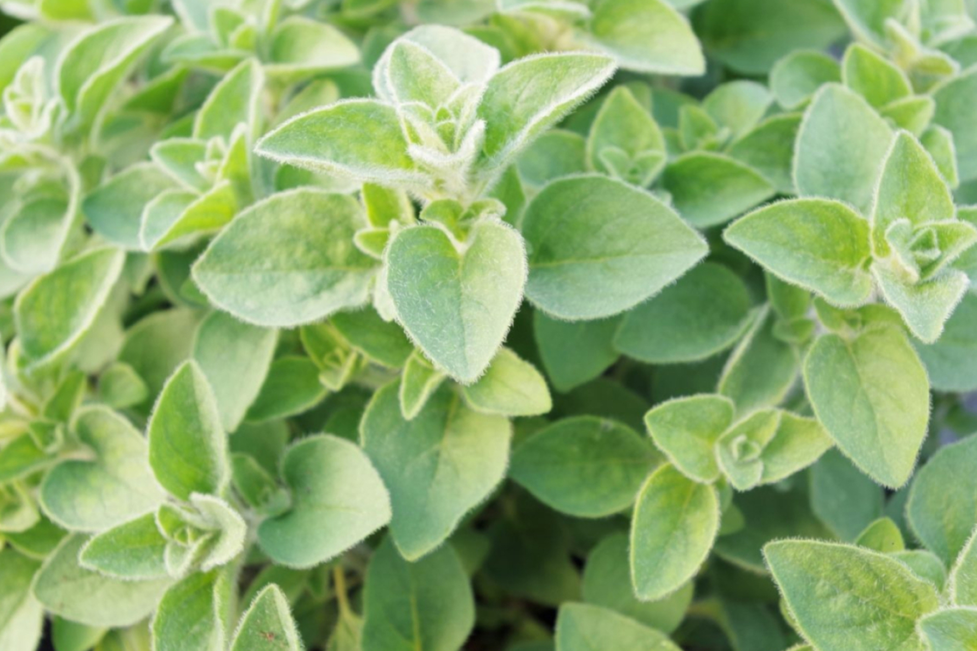 Hot and spicy oregano, Kitchen garden, Aromatic plant, Cooking ingredient, 1920x1280 HD Desktop