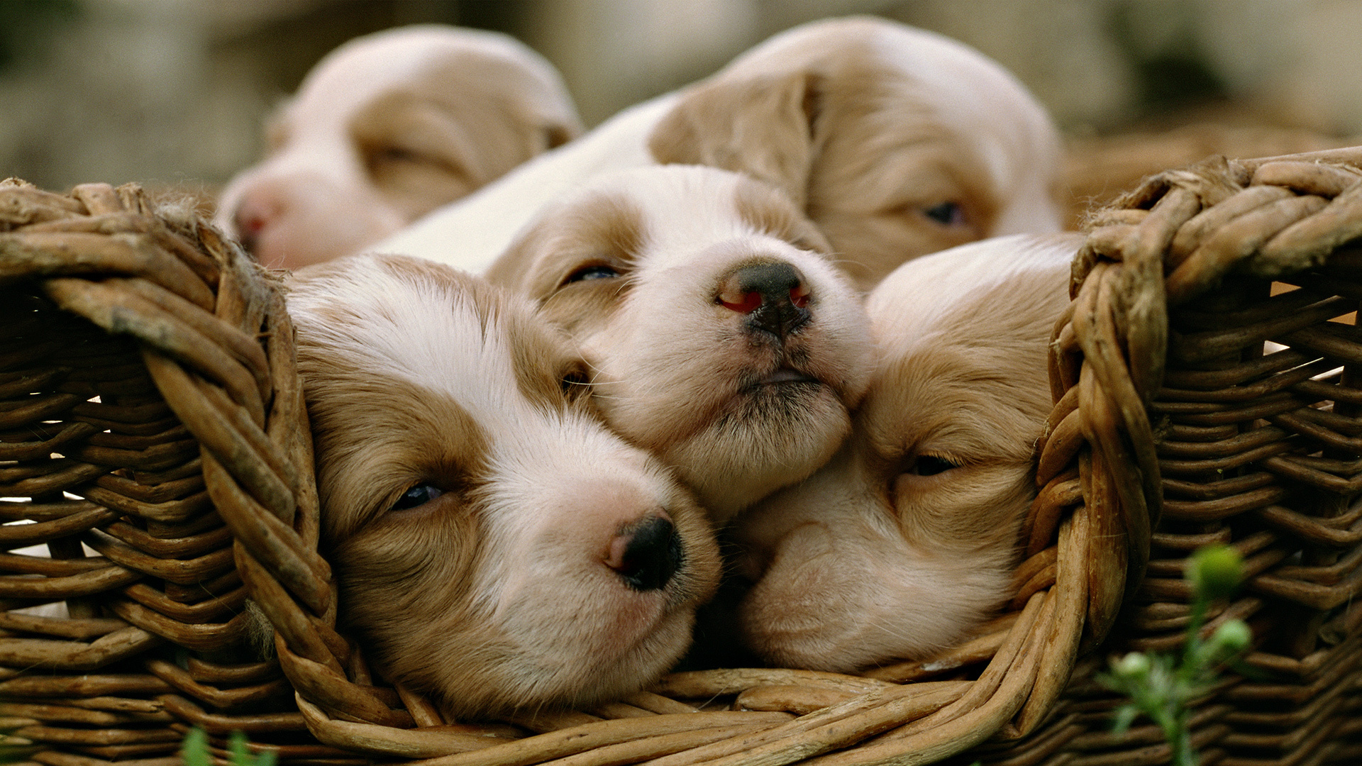 Sleeping puppy litter, Woven wicker basket, Tan and white puppies, Full HD Desktop wallpaper