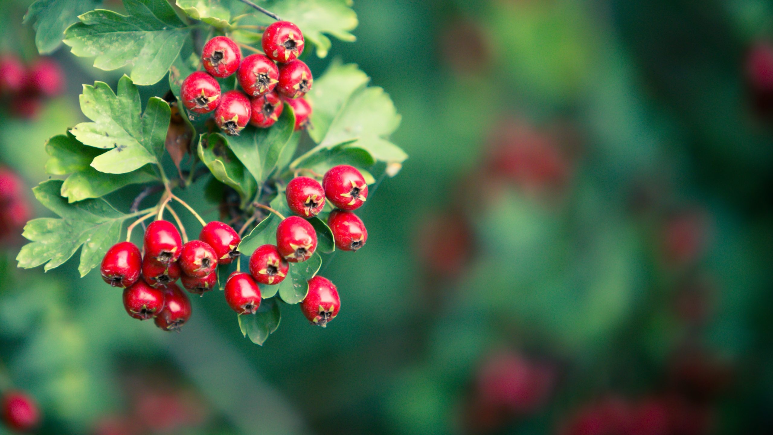 Haws, Hawthorn Tree Wallpaper, 2560x1440 HD Desktop