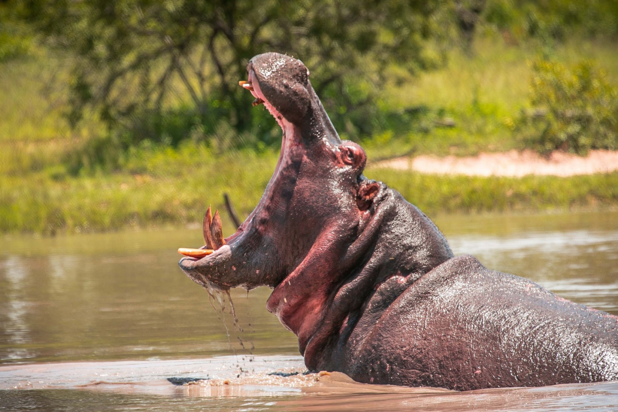 Hippopotamus, Animals, 73, San Diego, 2050x1370 HD Desktop