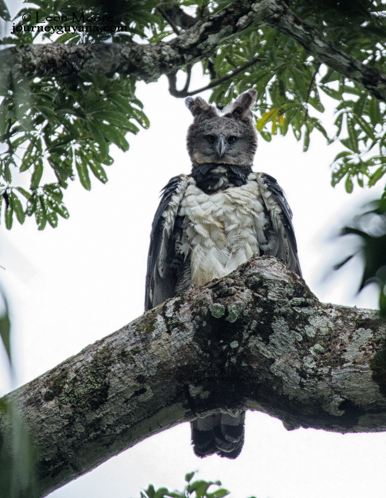 Harpy Eagle, Majestic bird, Feathers spread wide, Bird of prey, 1600x2070 HD Phone