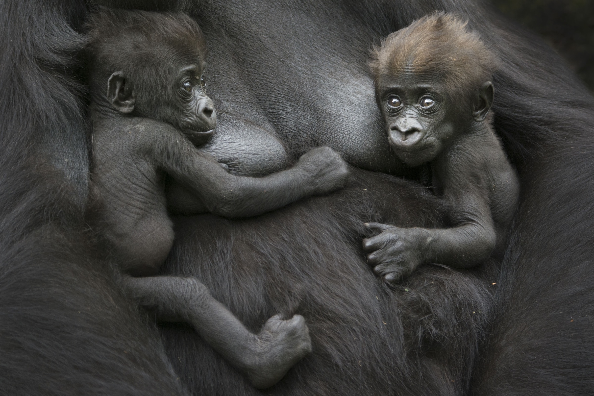 Siblings, Gorillas Wallpaper, 2400x1600 HD Desktop