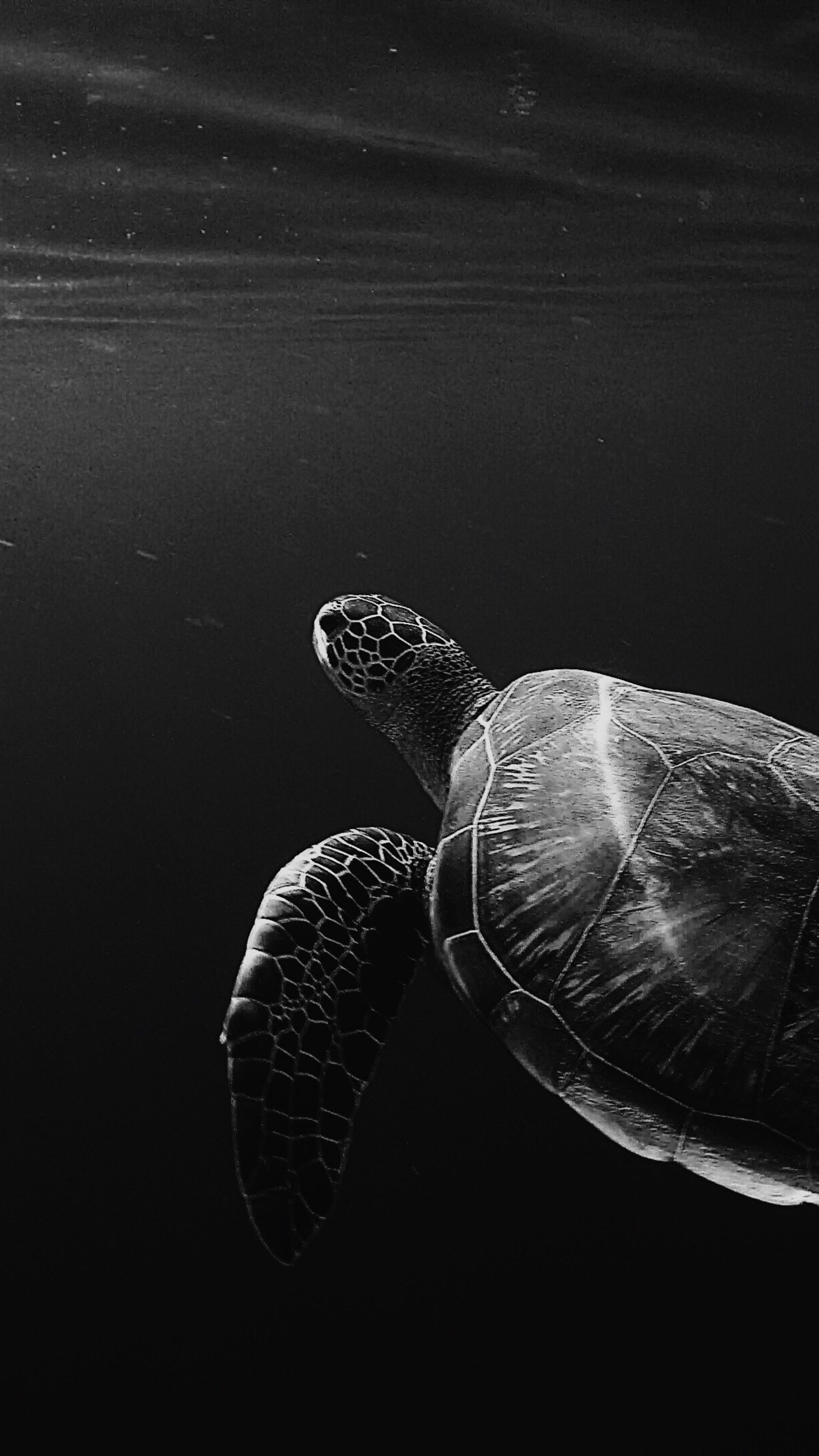 Turtle OLED 4K, Sony Xperia HD wallpapers, Sea turtle, 2160x3840 4K Phone