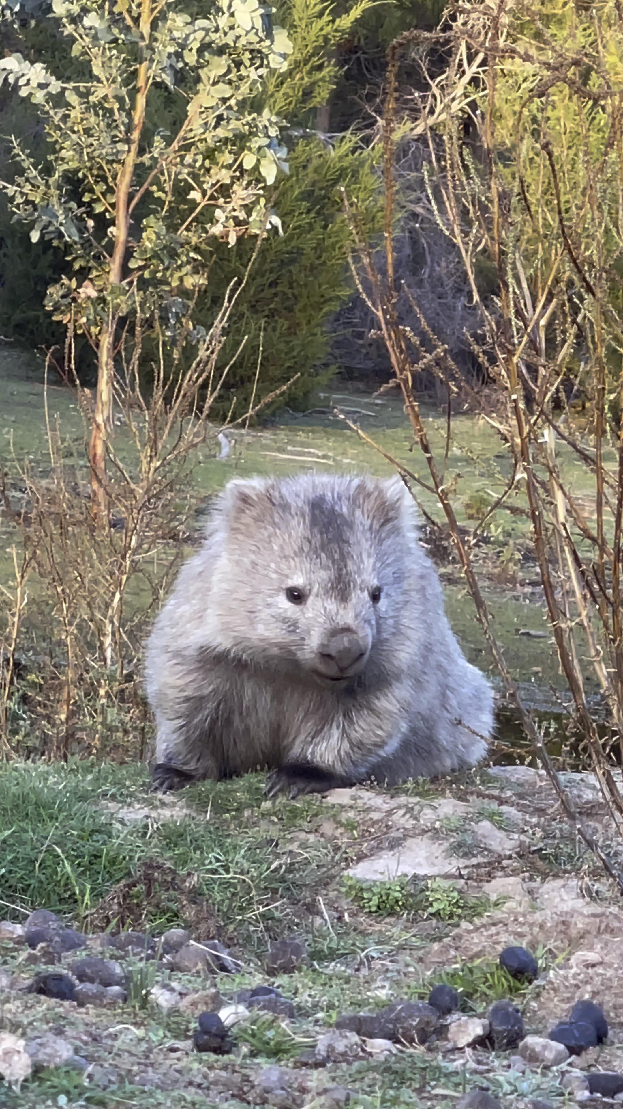 Baby, Wombats Wallpaper, 2160x3840 4K Phone