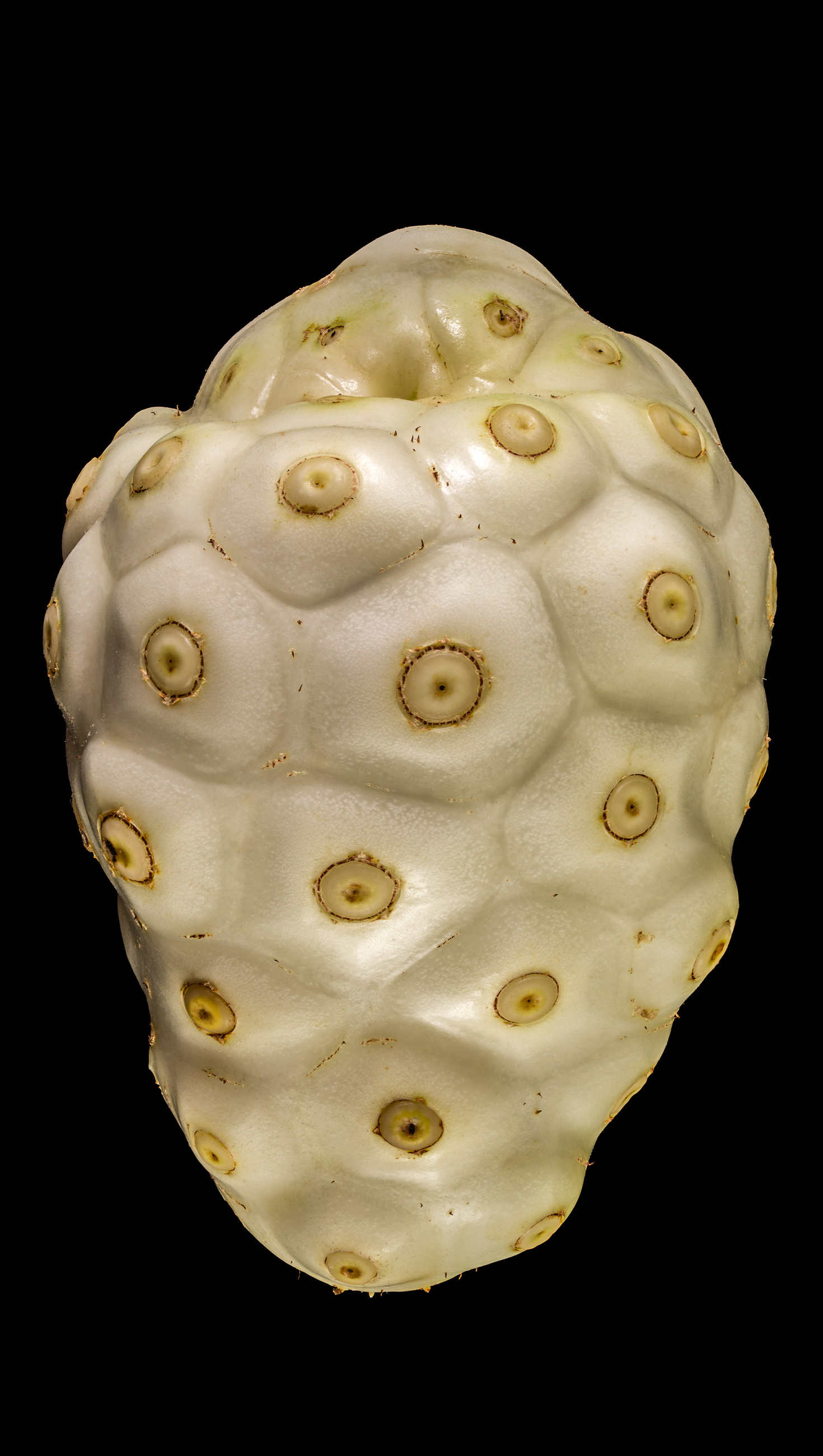 Noni Fruit, Mysterious flora, Uncommon fruit, Flora obscura, 1470x2600 HD Phone