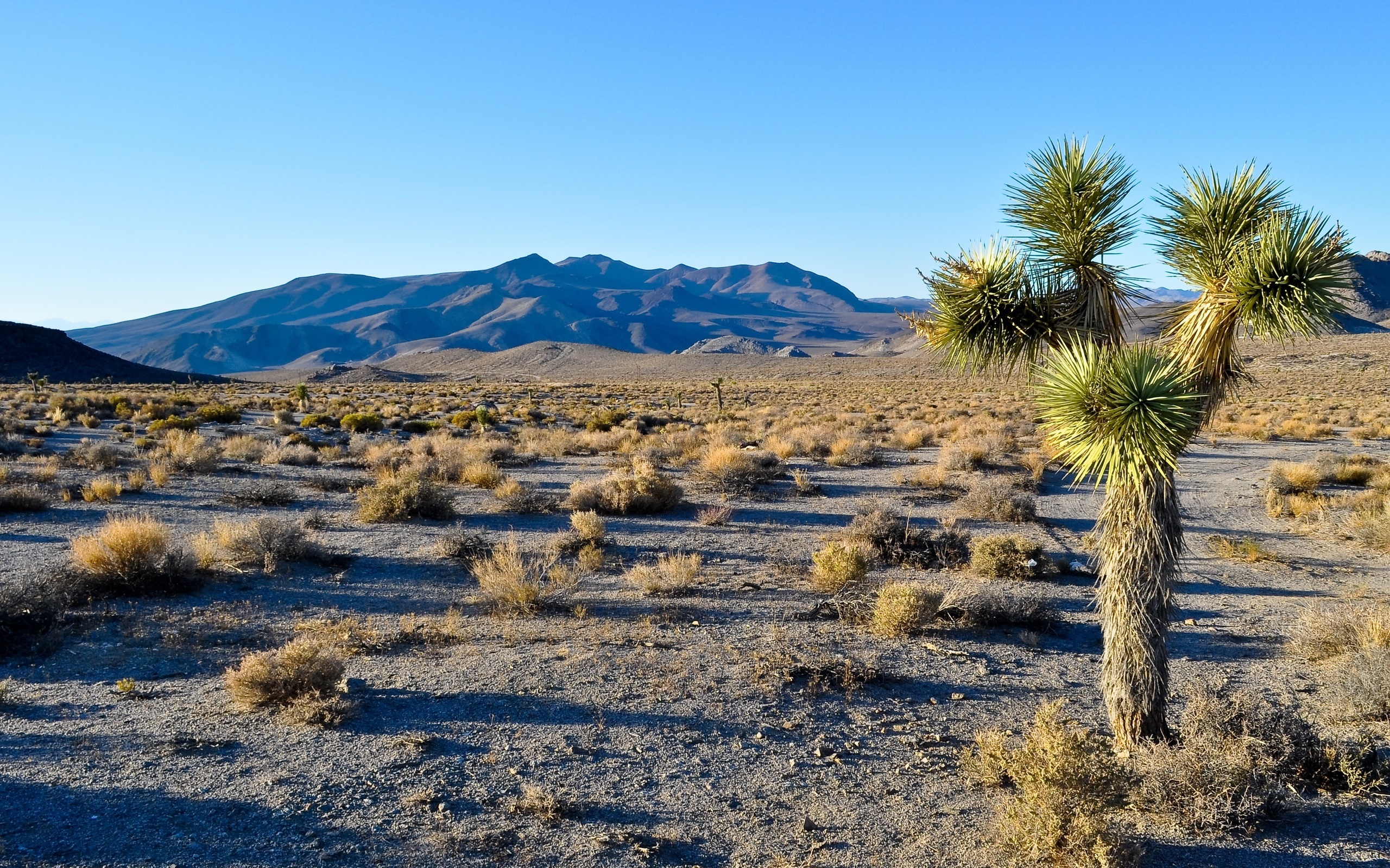 Joshua Tree, Desert oasis, Tree silhouette, Unique wallpaper, 2560x1600 HD Desktop