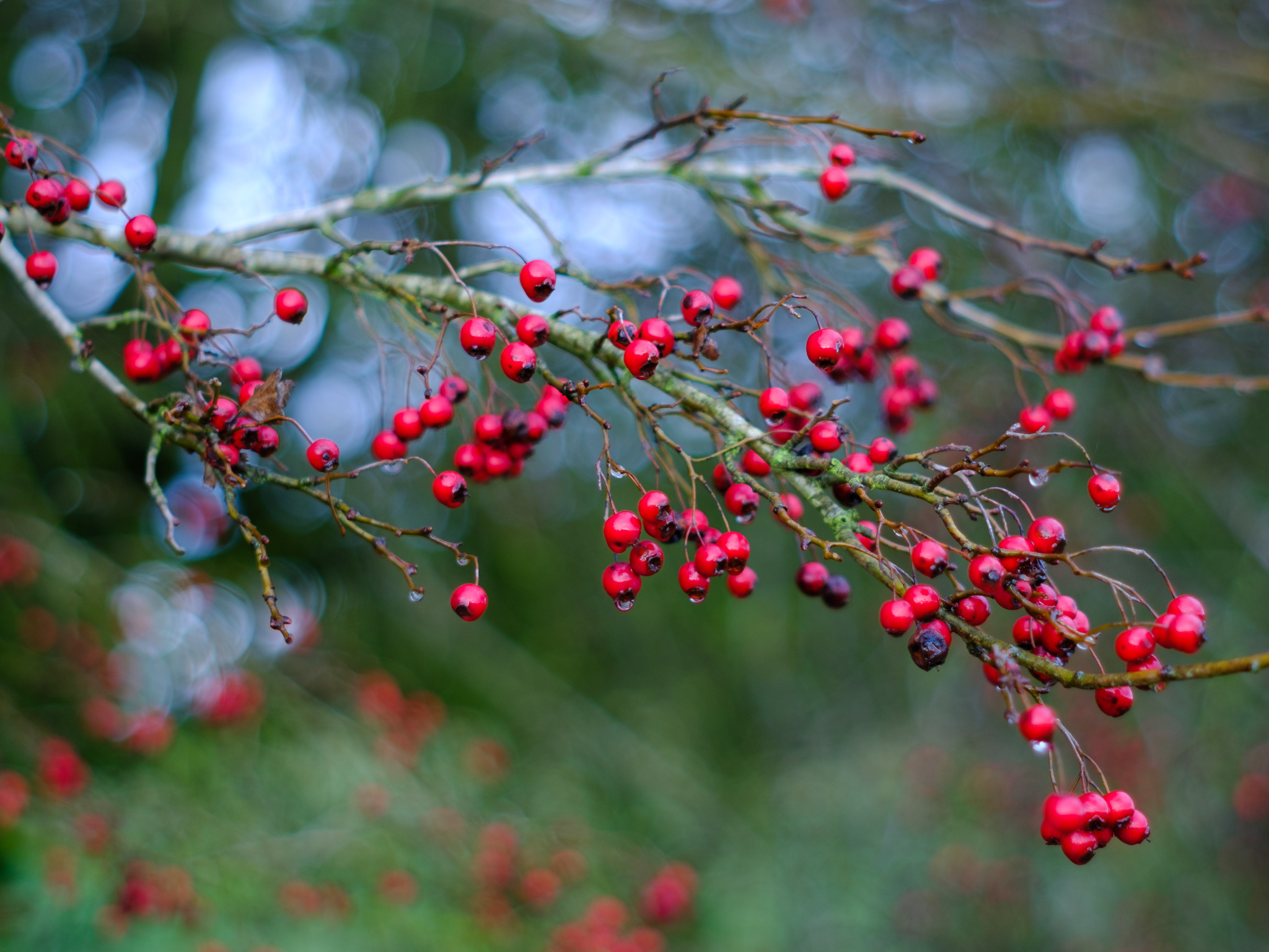 Hawthorn Tree Nature, Autumnal Dreamscapes, Pentax Super Takumar, Alex Roddie, 2050x1540 HD Desktop