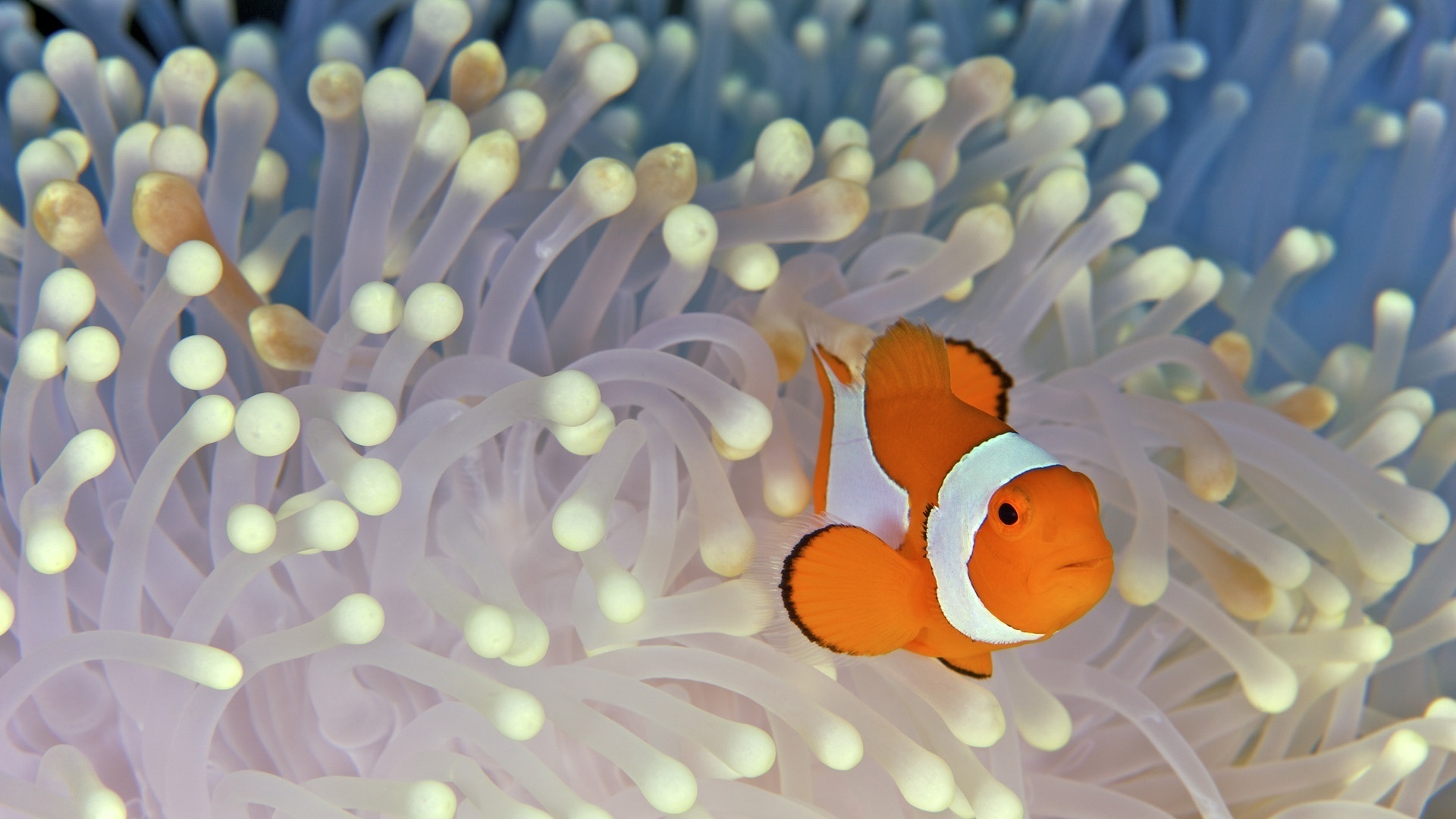 Clown Fish, Vibrant underwater life, Oceanic beauty, Exotic marine fauna, 1920x1080 Full HD Desktop