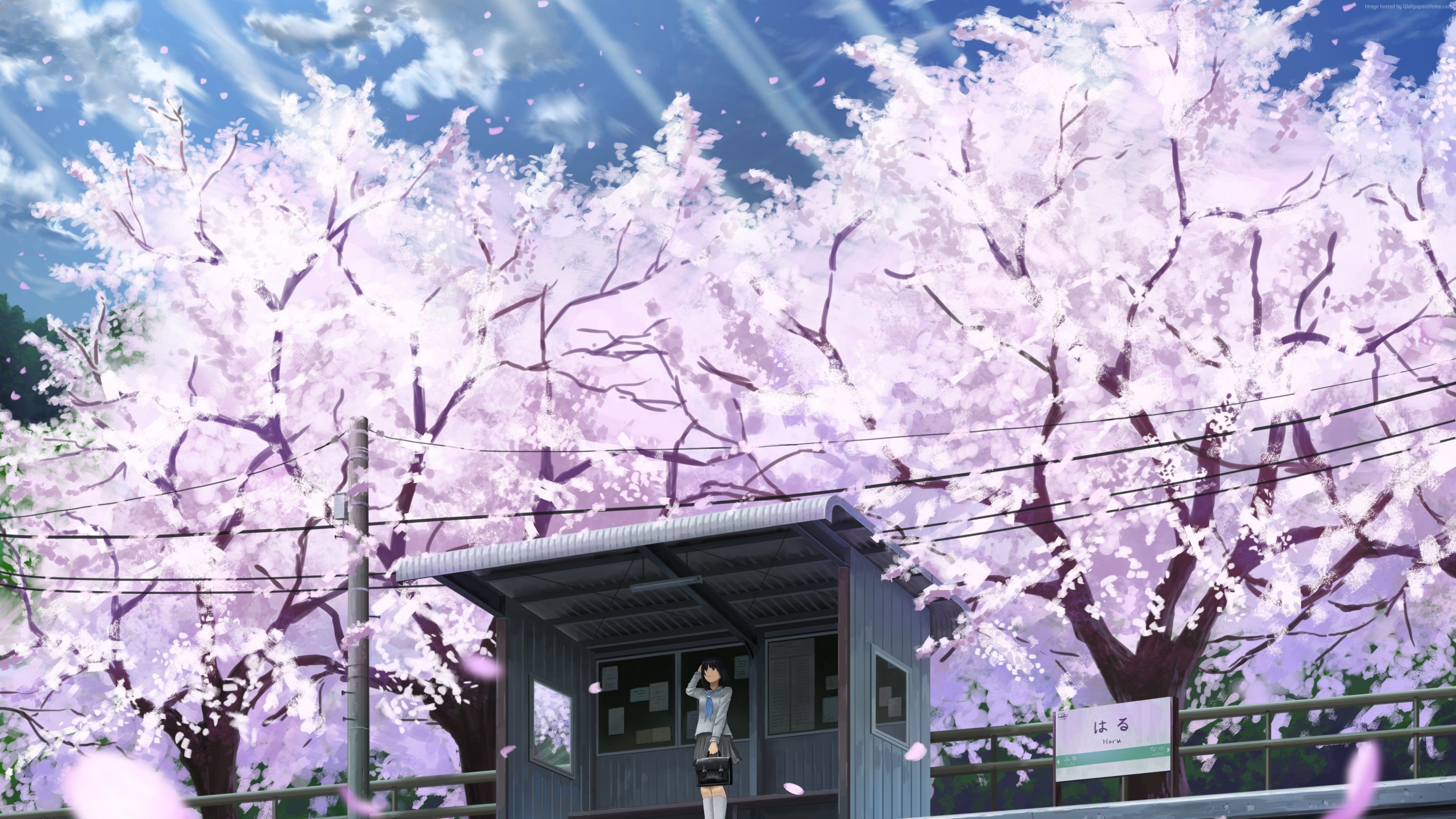 Anime schoolgirl at station, Blooming cherry blossom trees, Rural train platform shelter, 4K Desktop wallpaper