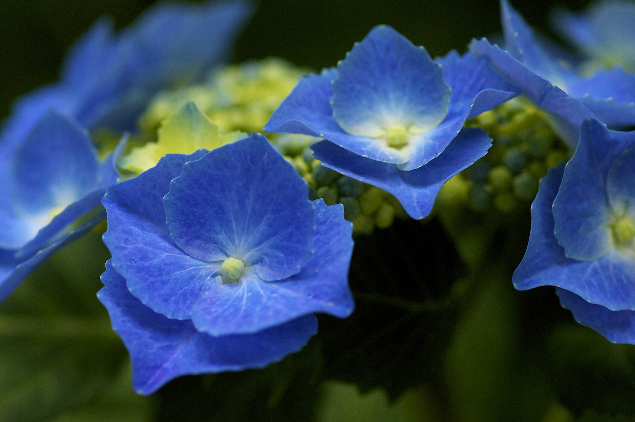 Close-up, Hydrangea Wallpaper, 2050x1370 HD Desktop