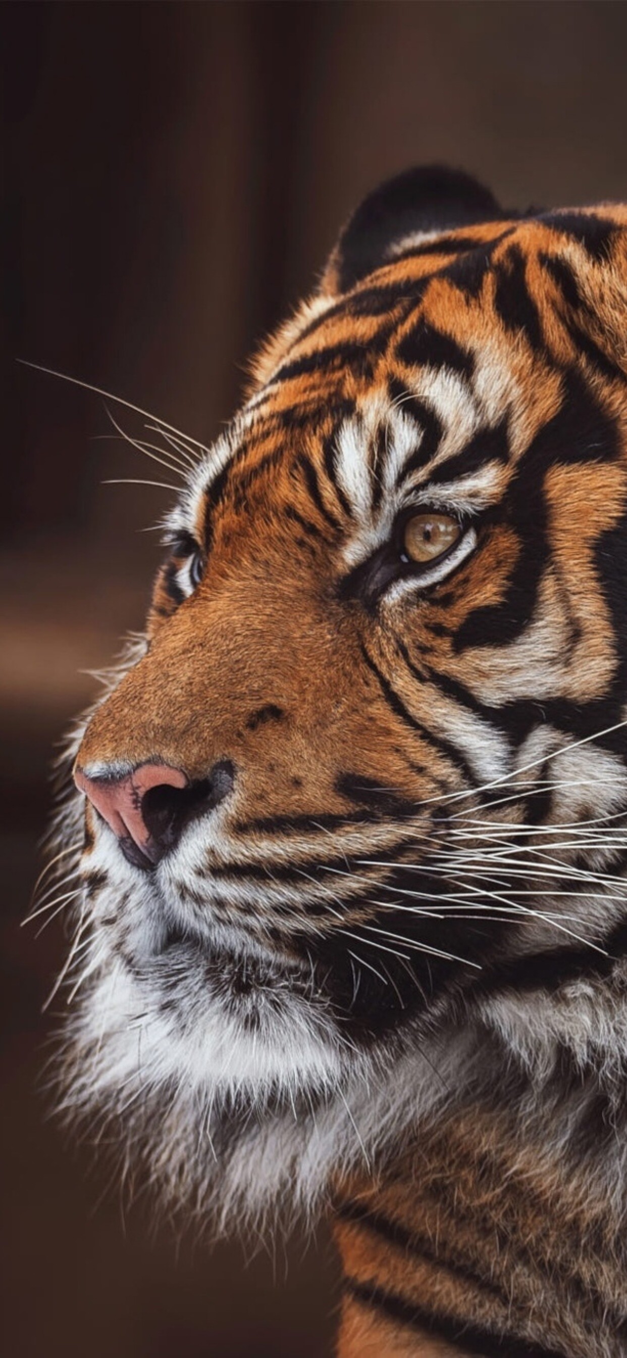 Vibrant tiger images, Stunning wildlife photography, 1250x2690 HD Phone