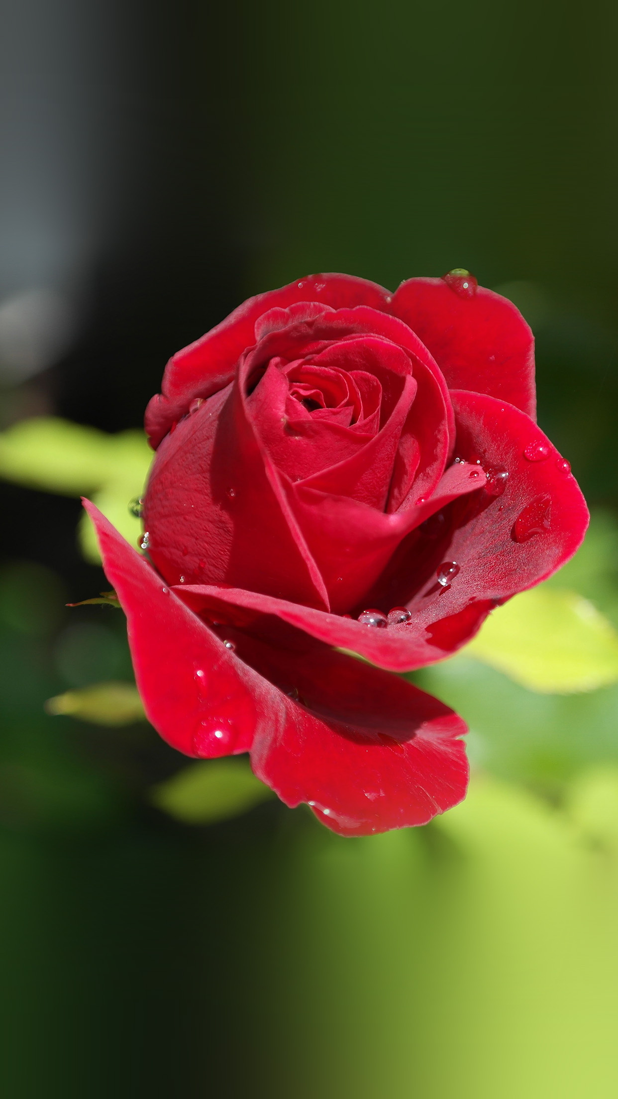 blooming red rose, water droplets on petals, blurred green foliage, HD Phone wallpaper