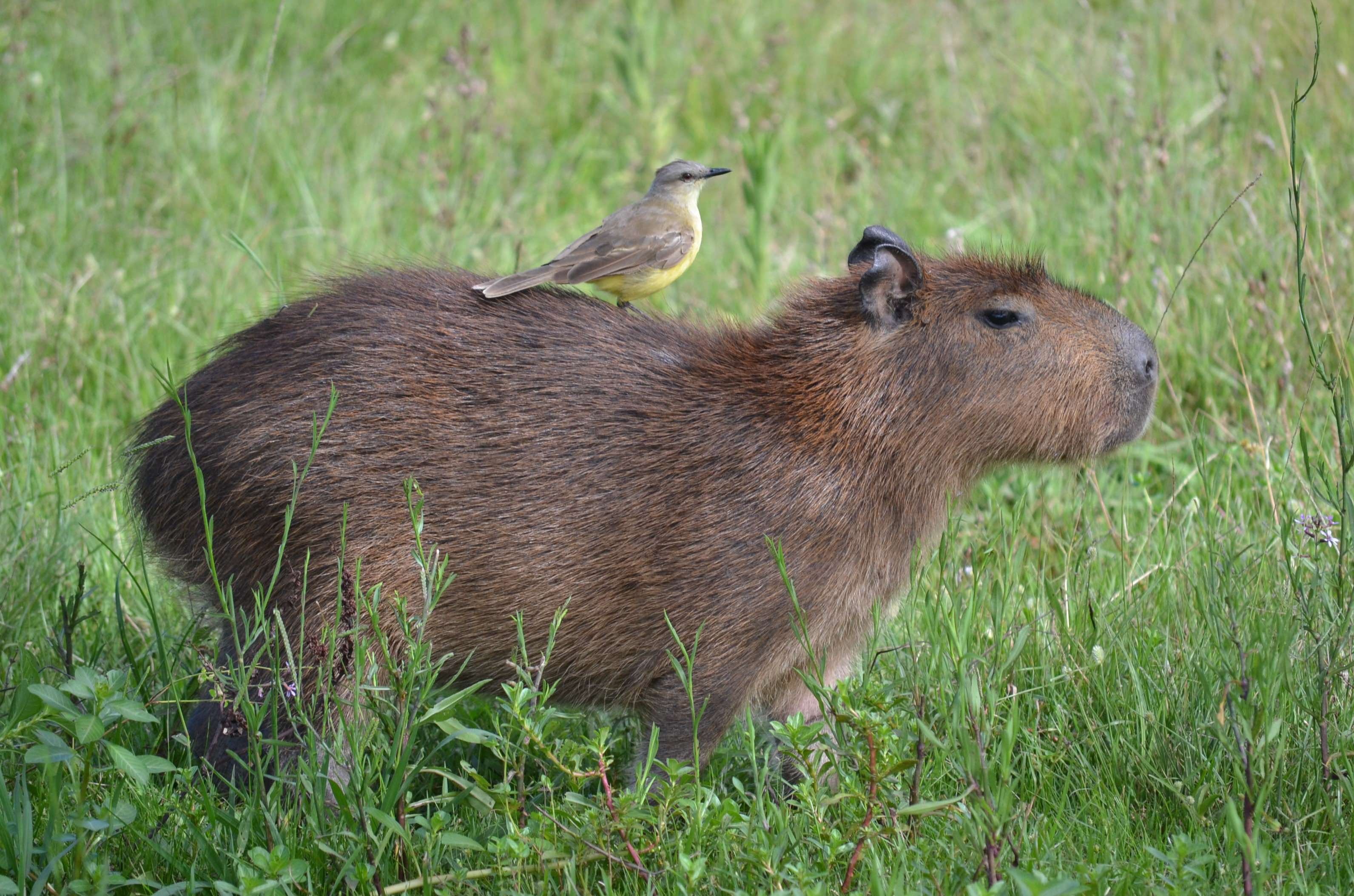 Capybara desktop, Cute animal, Adorable rodents, High-resolution picture, 3190x2110 HD Desktop