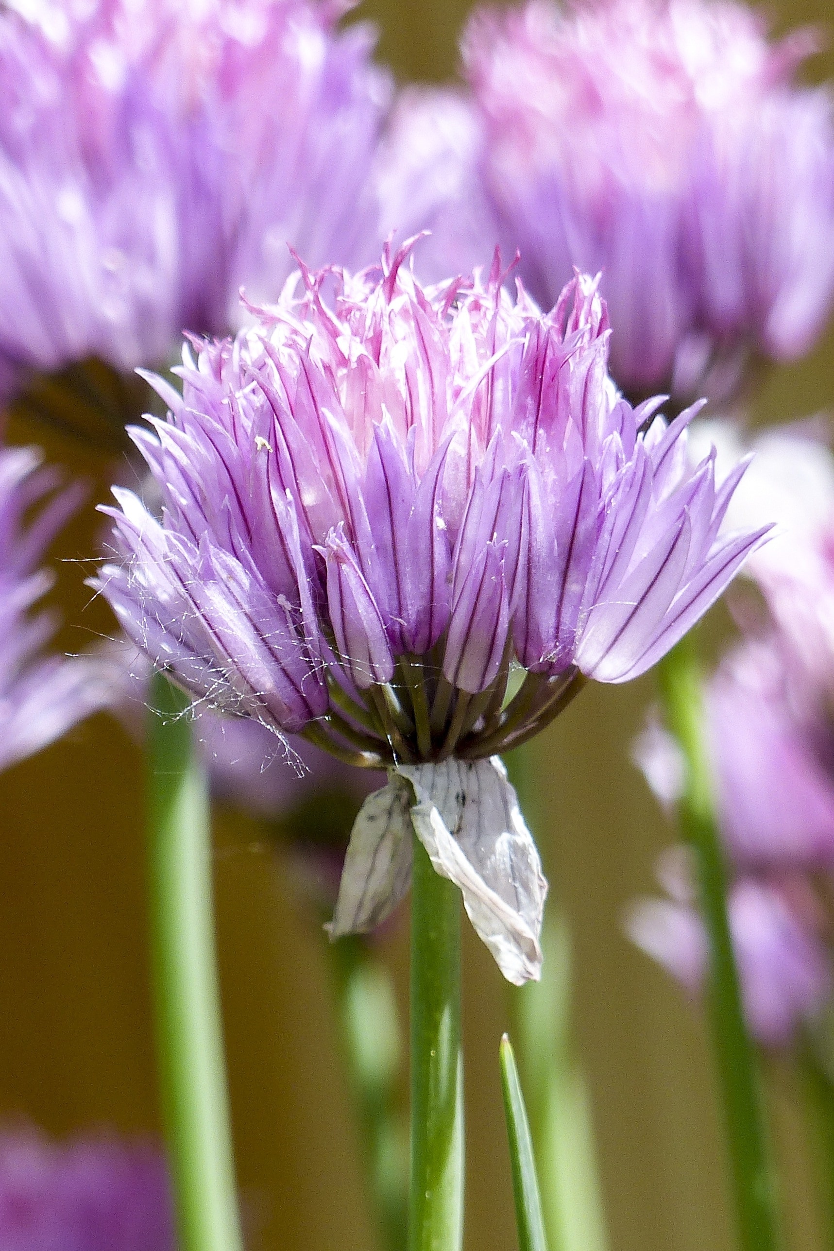 Pink chives, Free image, Peakpx, Food, 1720x2580 HD Phone