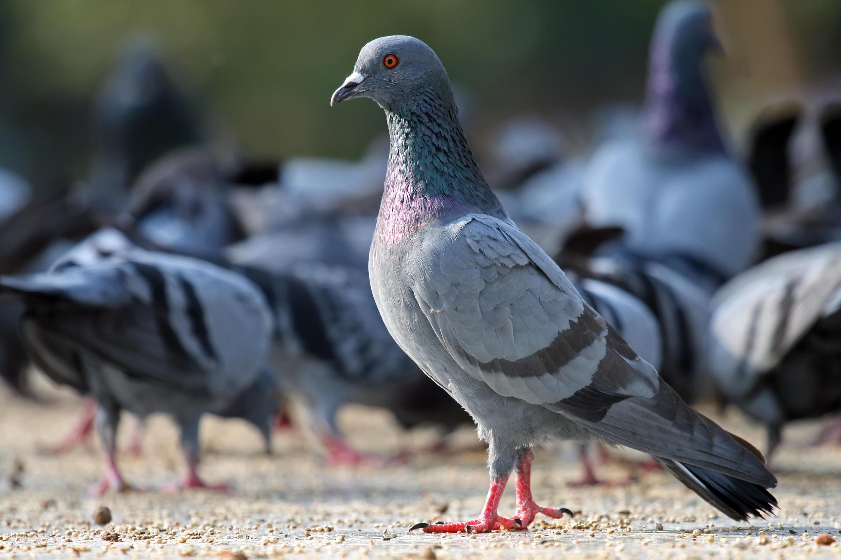 Pigeon wallpapers, HQ images, 4K resolution, Unforgettable visuals, 2890x1930 HD Desktop