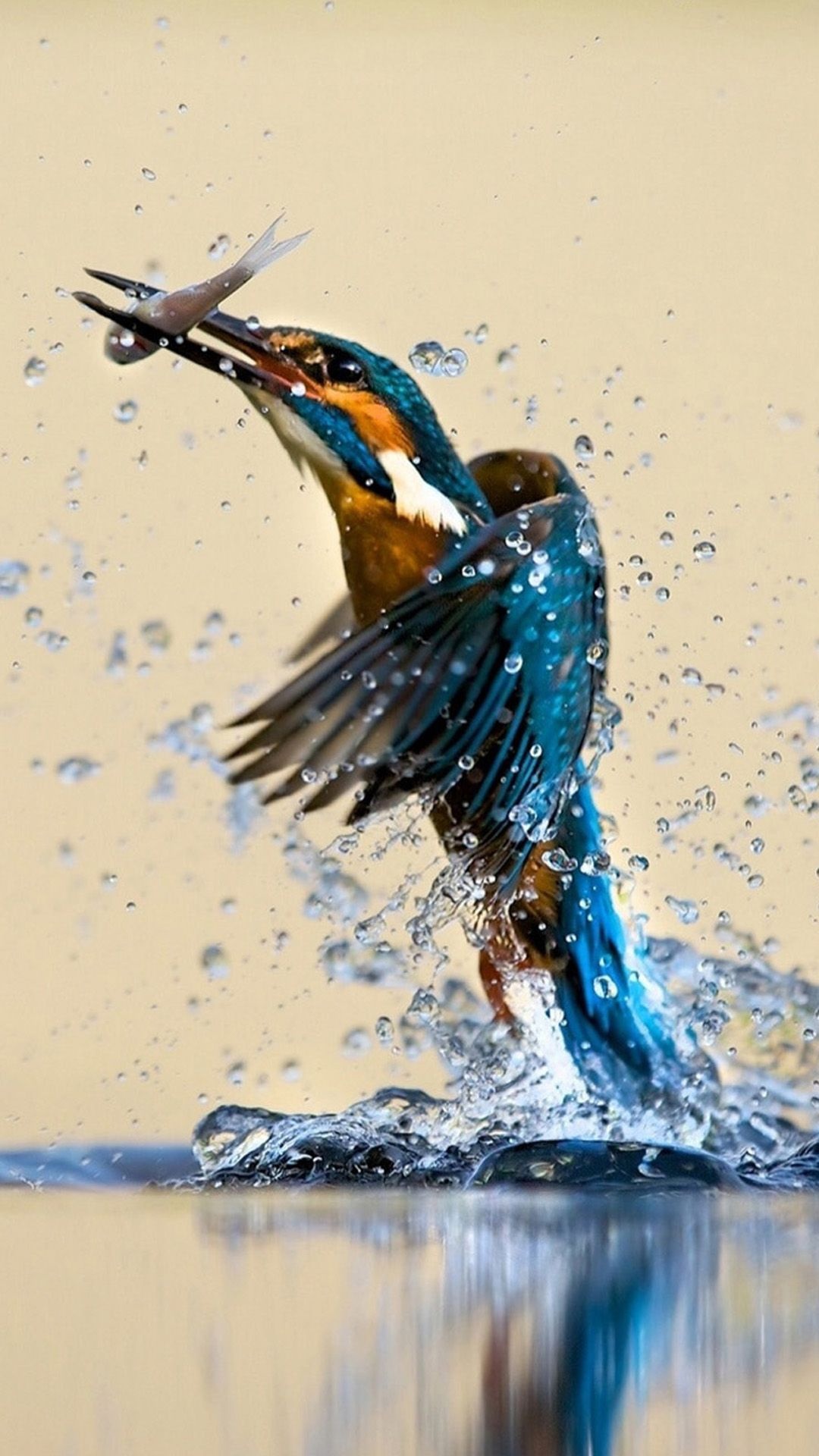 Colorful bird, Catching a fish, iPhone 6, Pet birds, 1080x1920 Full HD Phone