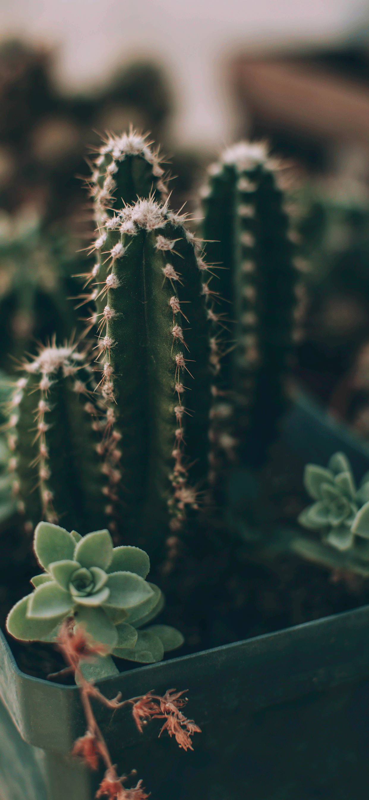 iPhone wallpaper delight, Cactus wonder, Phone screen magic, Wallpaper art, 1250x2690 HD Phone