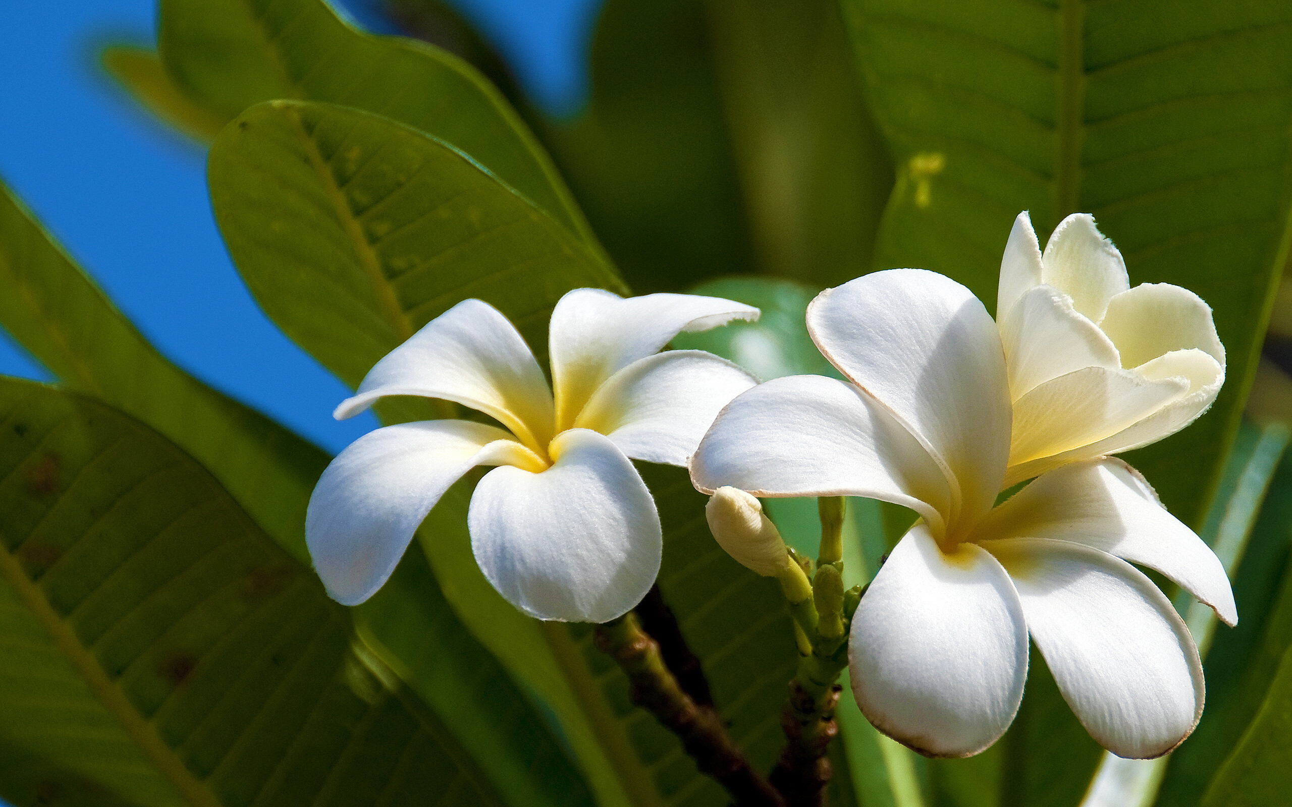 Plumeria HD wallpaper, Stunning flora, Nature's charm, Exquisite beauty, 2560x1600 HD Desktop