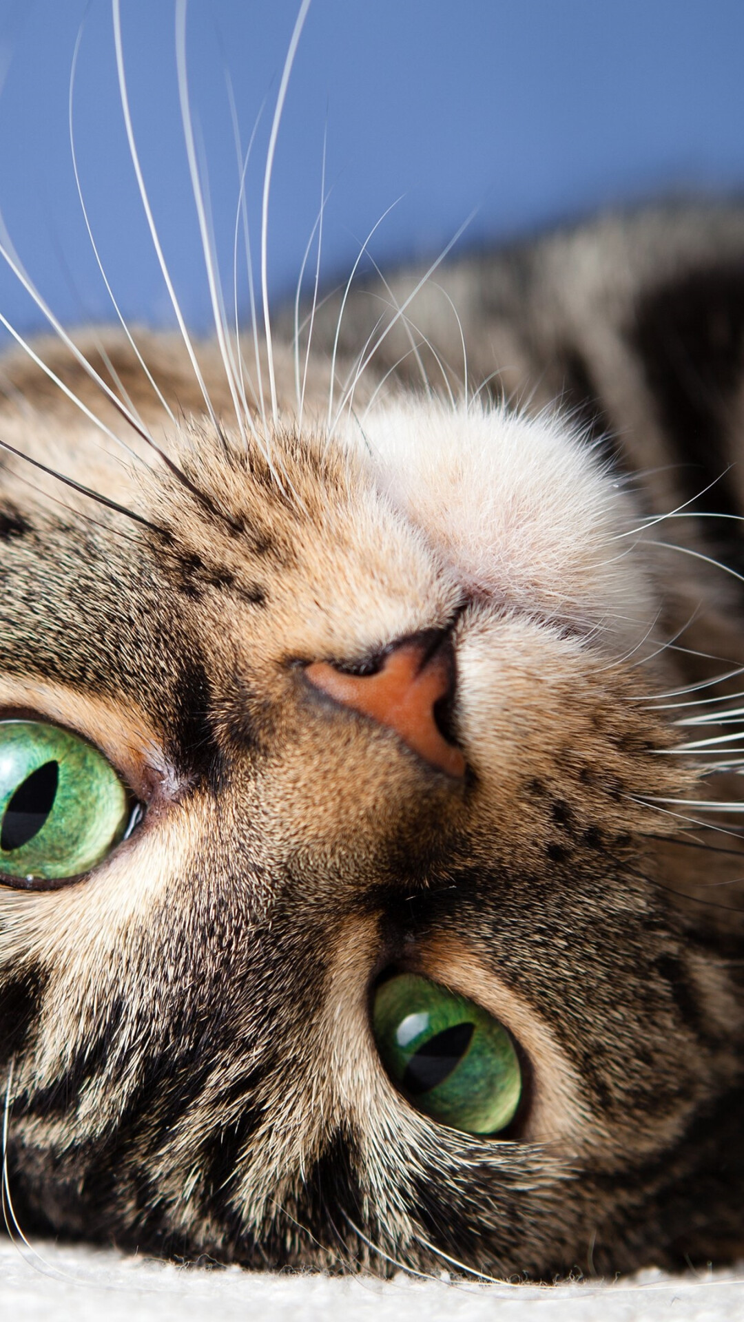 HD cat wallpaper, Detailed artwork, Striking colors, Whiskered beauty, 1080x1920 Full HD Phone