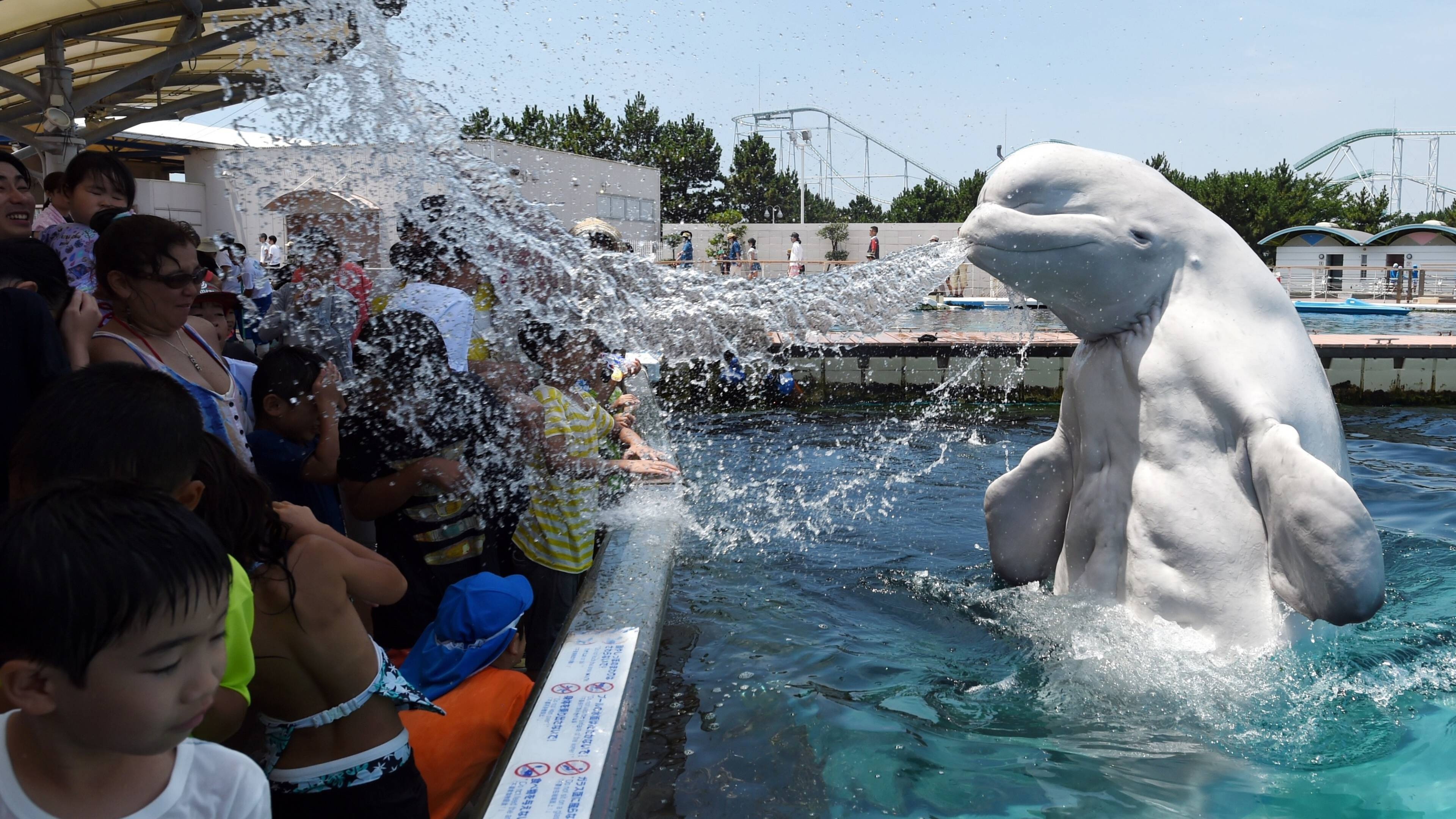 Beluga Whale, New home for white dolphins, Rescuing captive animals, Nurturing marine life, 3840x2160 4K Desktop