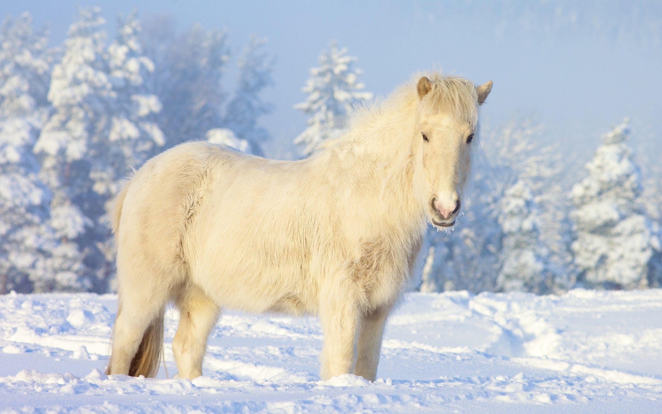 Pony, Horses in the Snow Wallpaper, 2560x1600 HD Desktop