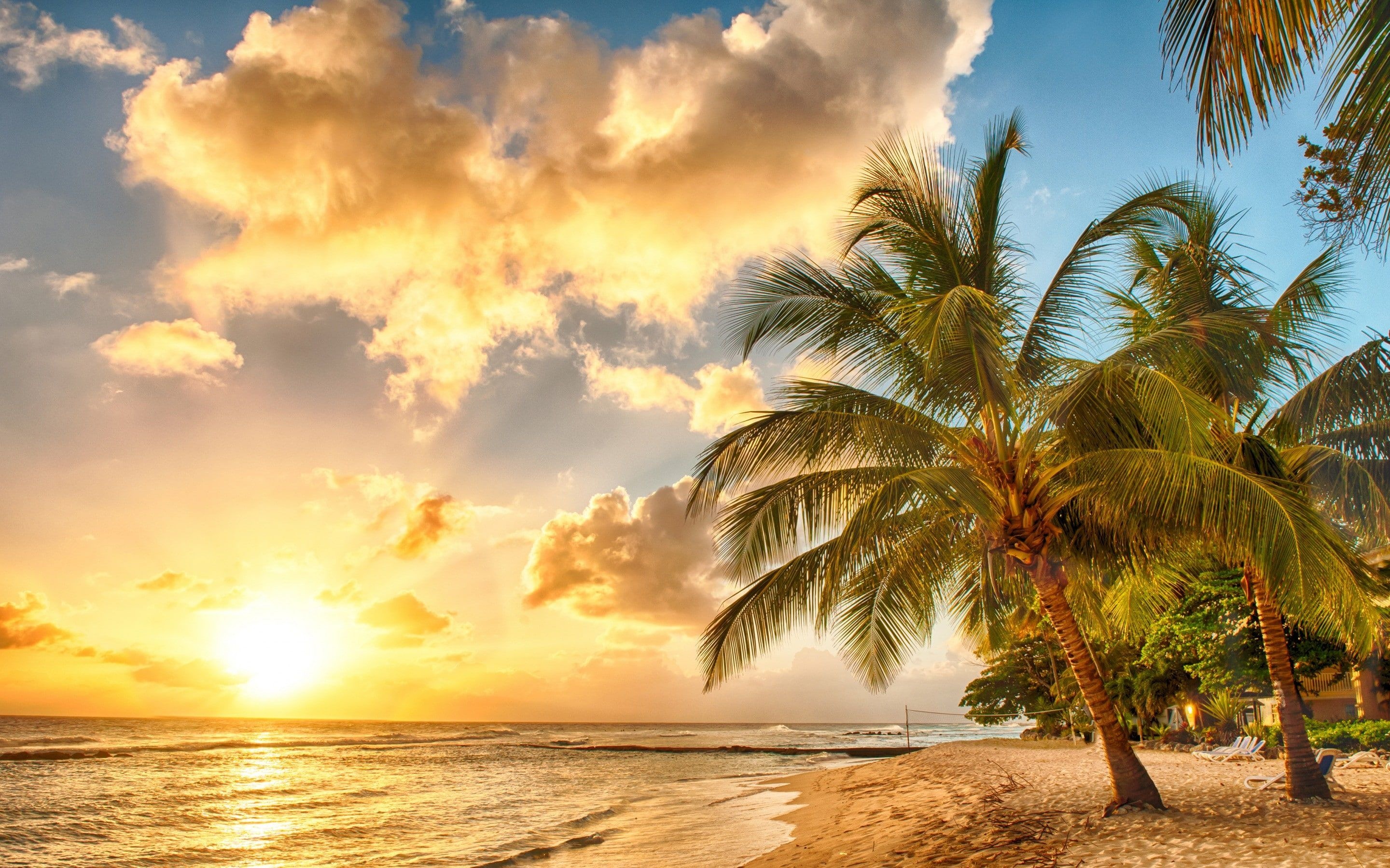 leaning coconut palm trees, golden ocean sunset, sunlit cumulus clouds, HD Desktop wallpaper