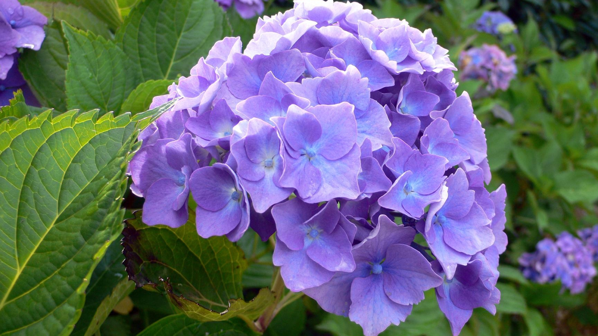Free hydrangea wallpaper, Nature's canvas, Botanical delight, Serene backgrounds, 1920x1080 Full HD Desktop