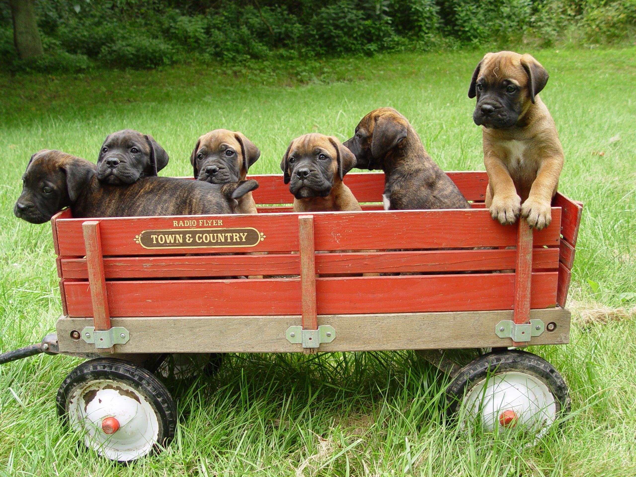 Bullmastiff ideas, Bull mastiff, Mastiffs, Dogs, 2560x1920 HD Desktop