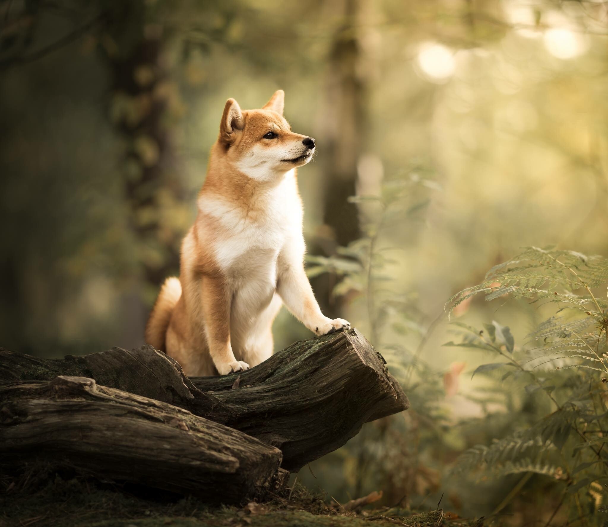 Forest, Shibas Wallpaper, 2050x1780 HD Desktop