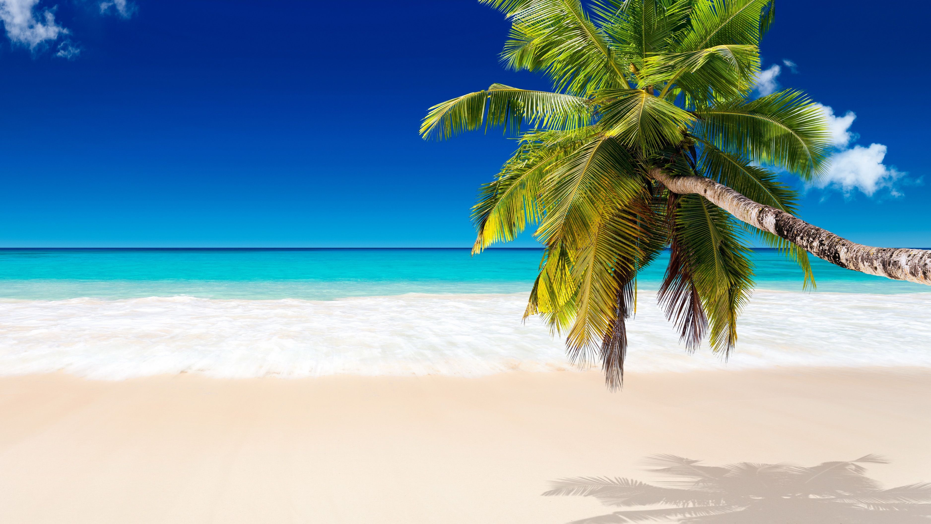 Leaning coconut palm tree, White sand beach, Turquoise ocean waters, HD Desktop wallpaper