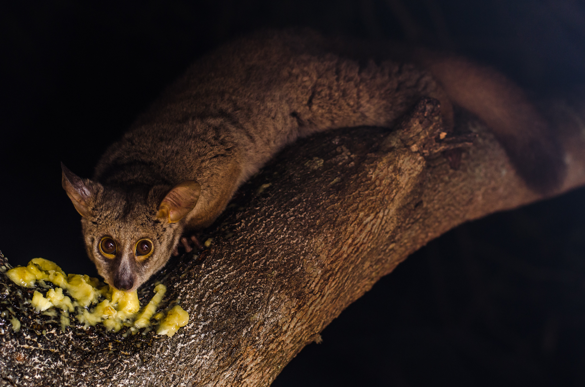 Bush Baby (Galago), Person holding galago, Adorable wildlife companion, Jooinn free photos, 2050x1360 HD Desktop