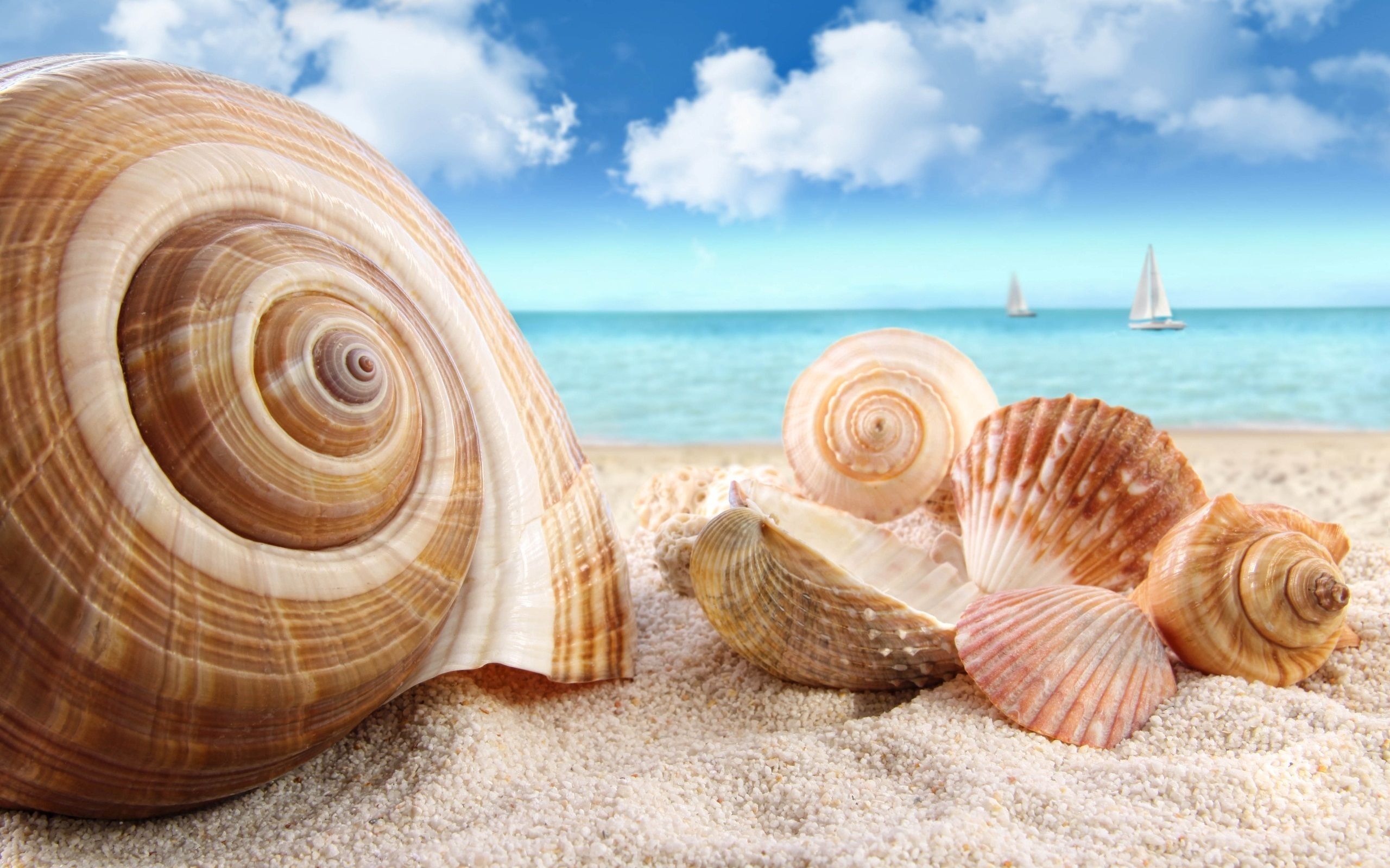 Seashells on the Beach, Wallpaper, Sarah Simpson, Posted By, 2560x1600 HD Desktop