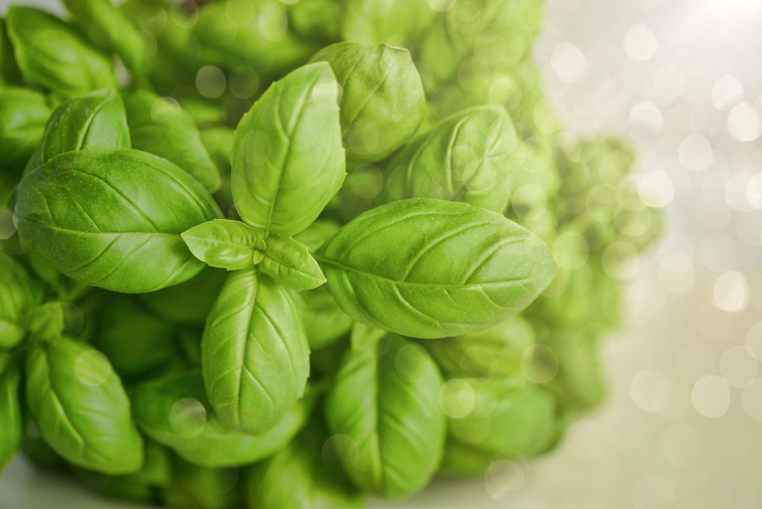 Basil wallpaper, High-definition image, Poster-worthy, Stunning visuals, 2560x1710 HD Desktop