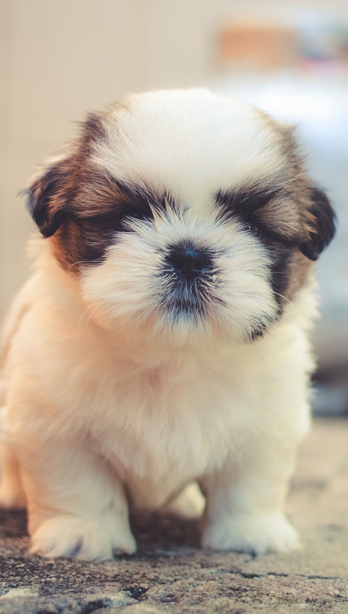 Shih Tzu, Puppies Wallpaper, 1360x2400 HD Phone