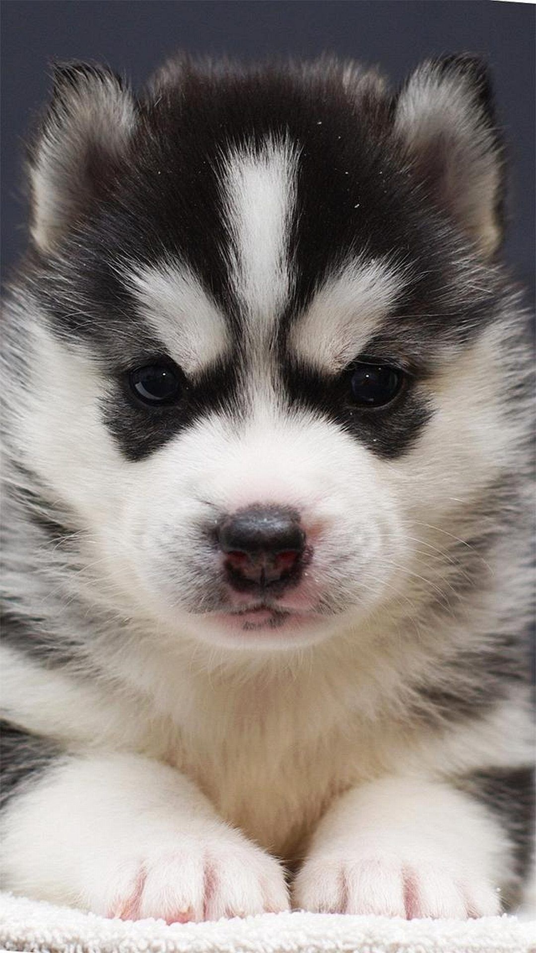 Husky puppy wallpapers, Best HTC one, Free download, Cute puppies, 1080x1920 Full HD Phone