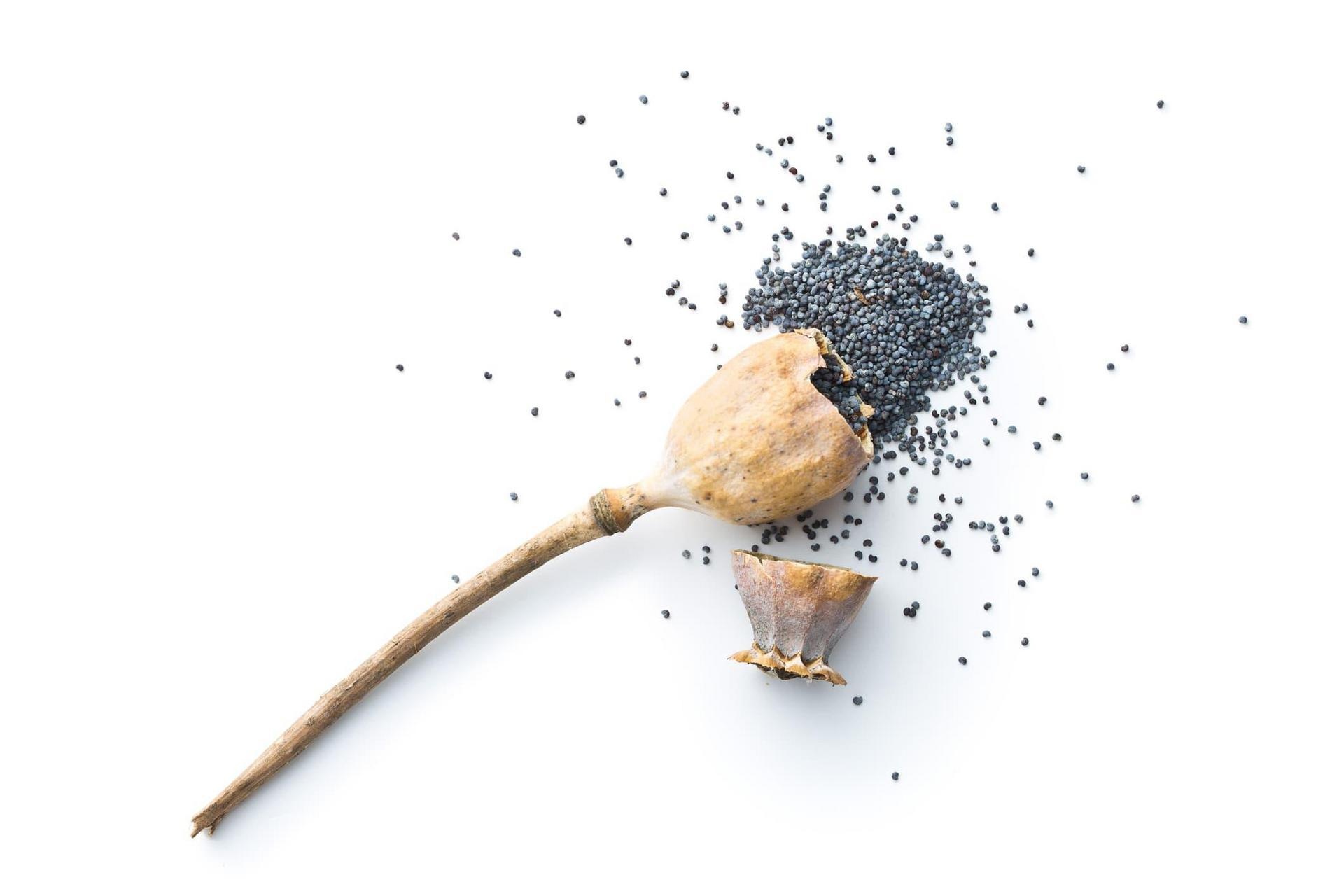 Poppy Seeds, Media inaccuracies, Drug testing facts, Legal implications, 1920x1280 HD Desktop