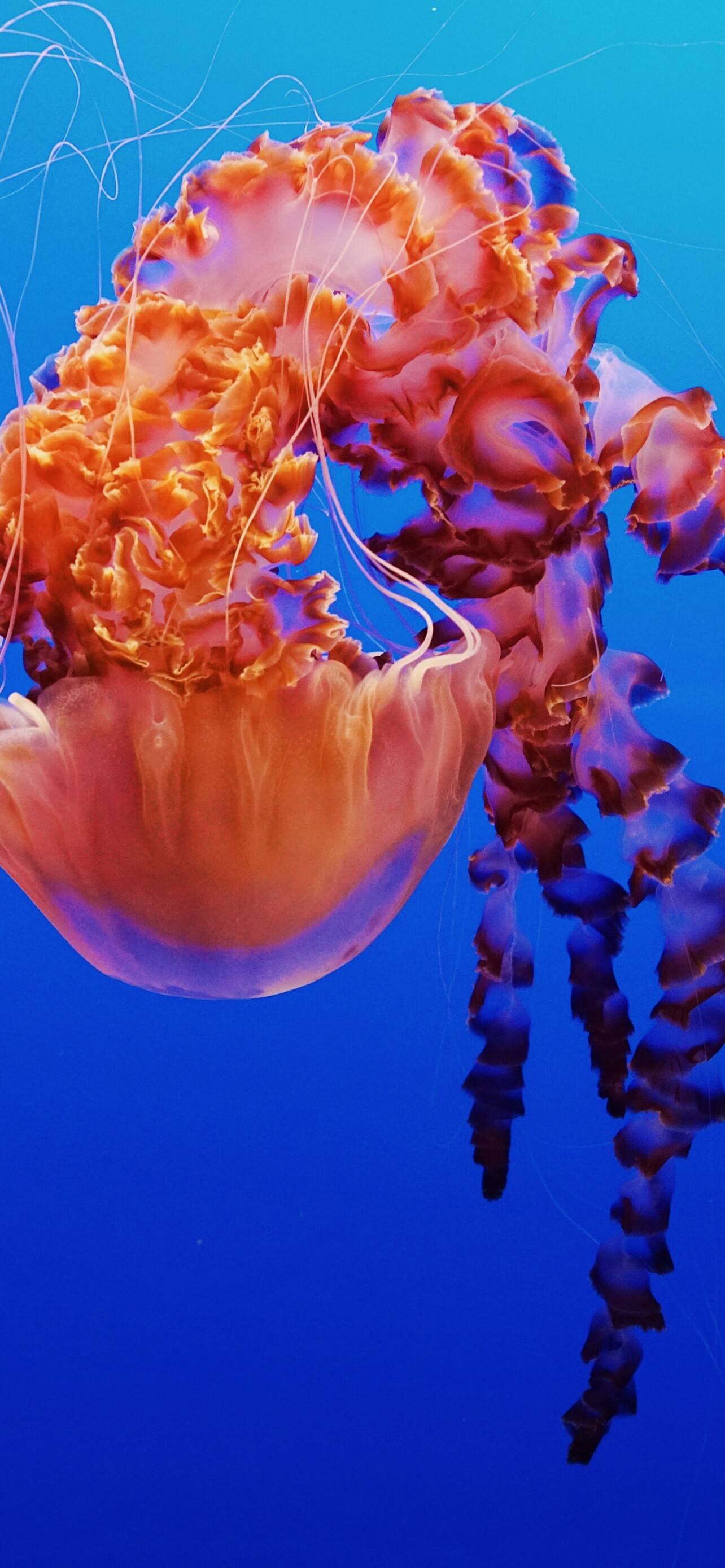 Jellyfish wallpaper, Monterey Bay Aquarium, Underwater beauty, Captivating animals, 1290x2780 HD Phone