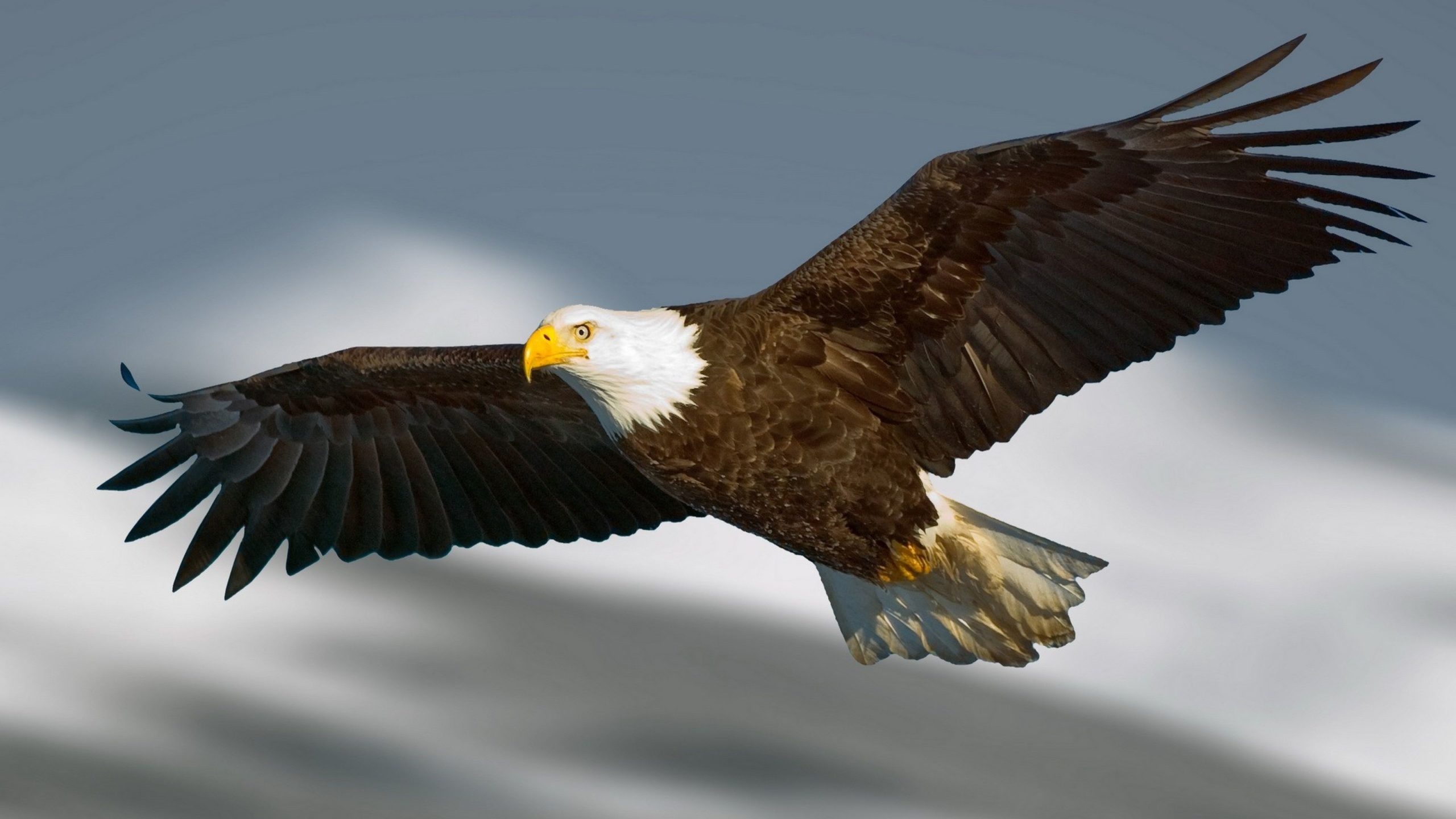 Bald Eagle, Powerful flyer, Soaring high, Eagle wallpapers, 2560x1440 HD Desktop