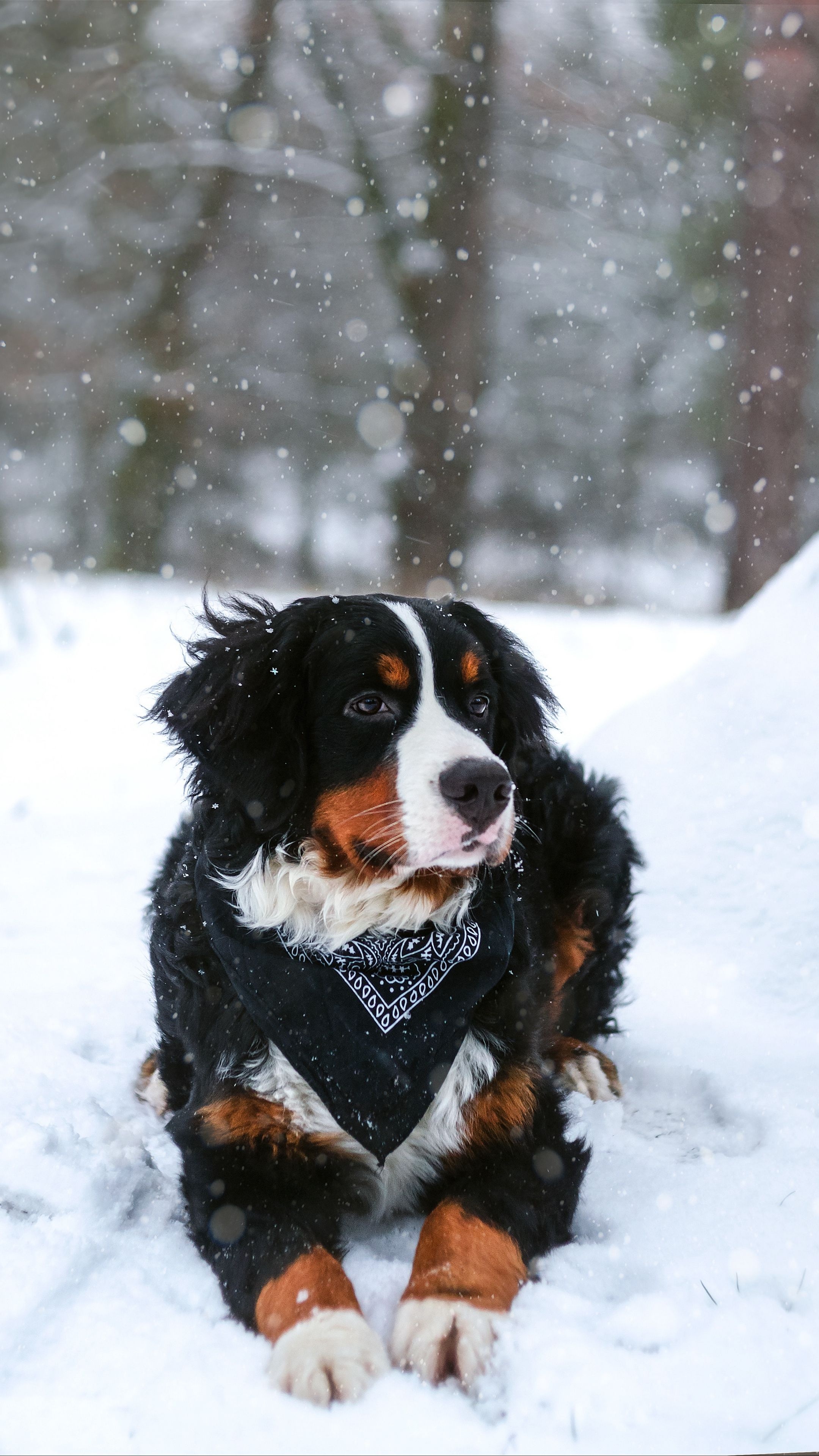 Bernese, Cute Dogs Wallpaper, 2160x3840 4K Phone