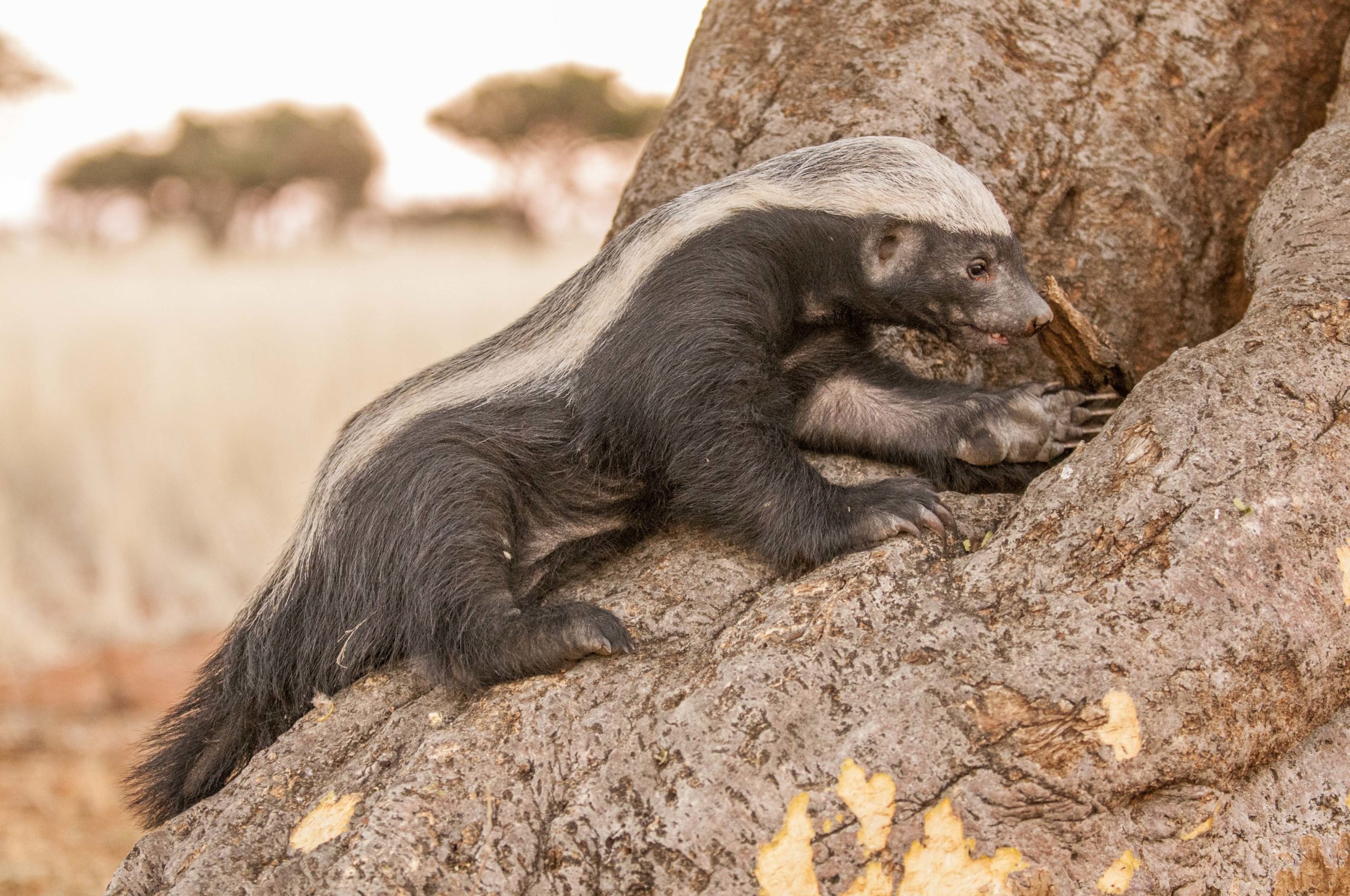 Honey badger expert, Royal African safaris, Wilderness encounter, 2560x1700 HD Desktop