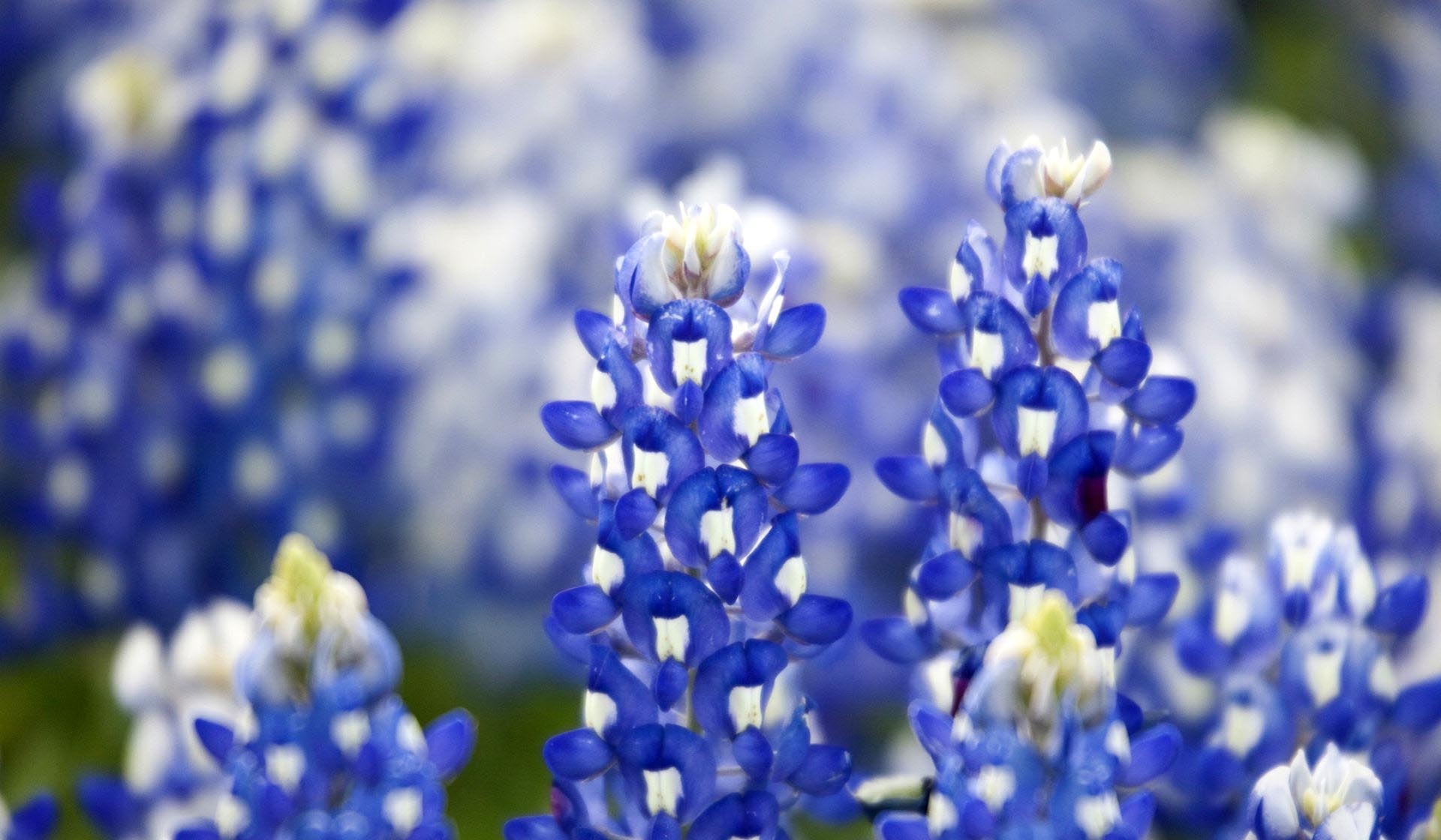 Bluebonnet, Beautiful wallpapers, Stunning images, Vibrant colors, 1920x1120 HD Desktop