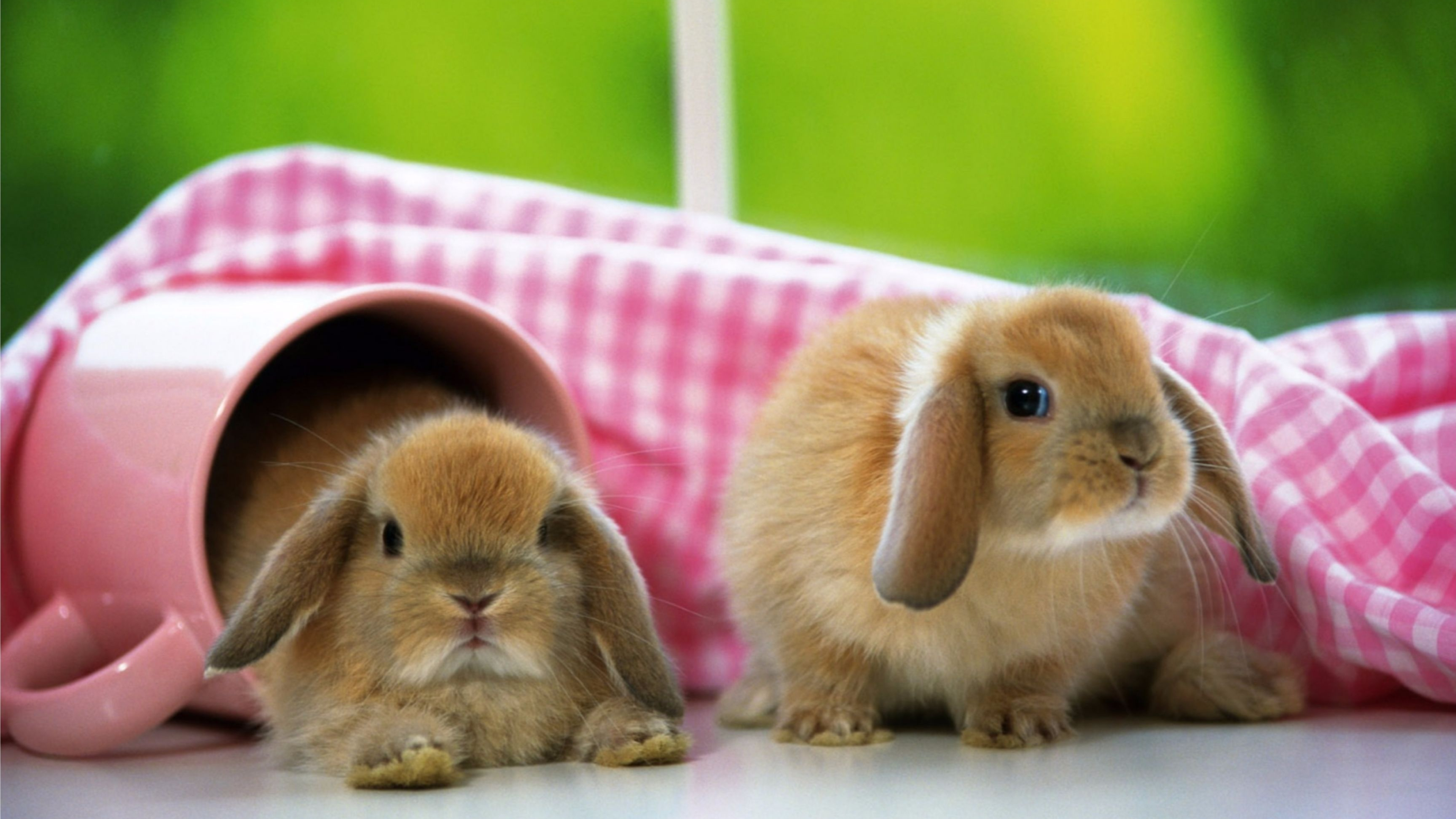 American Fuzzy Lop, Bunnies Wallpaper, 3840x2160 4K Desktop